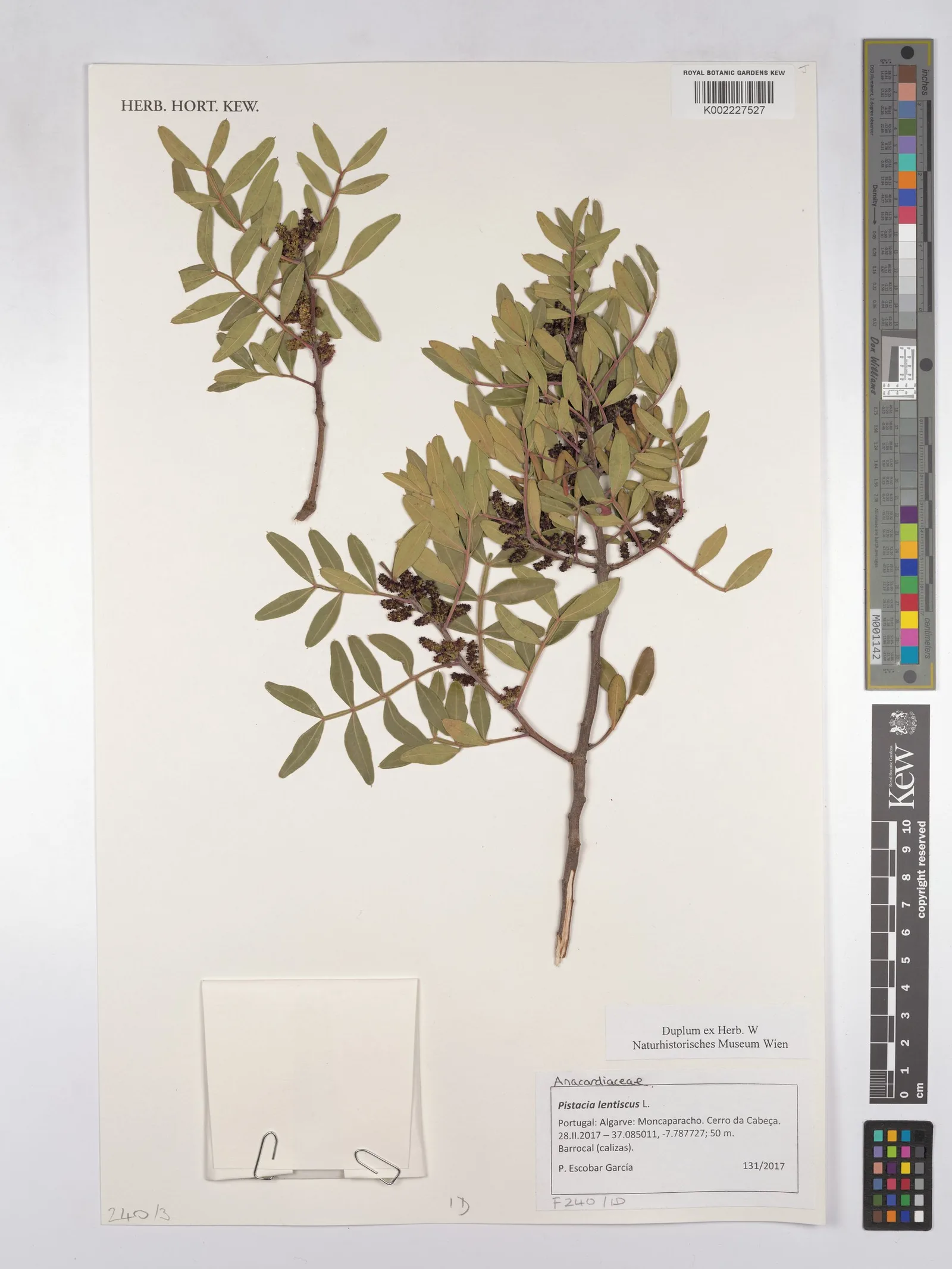 Pistacia lentiscus (Mastic) gum 3