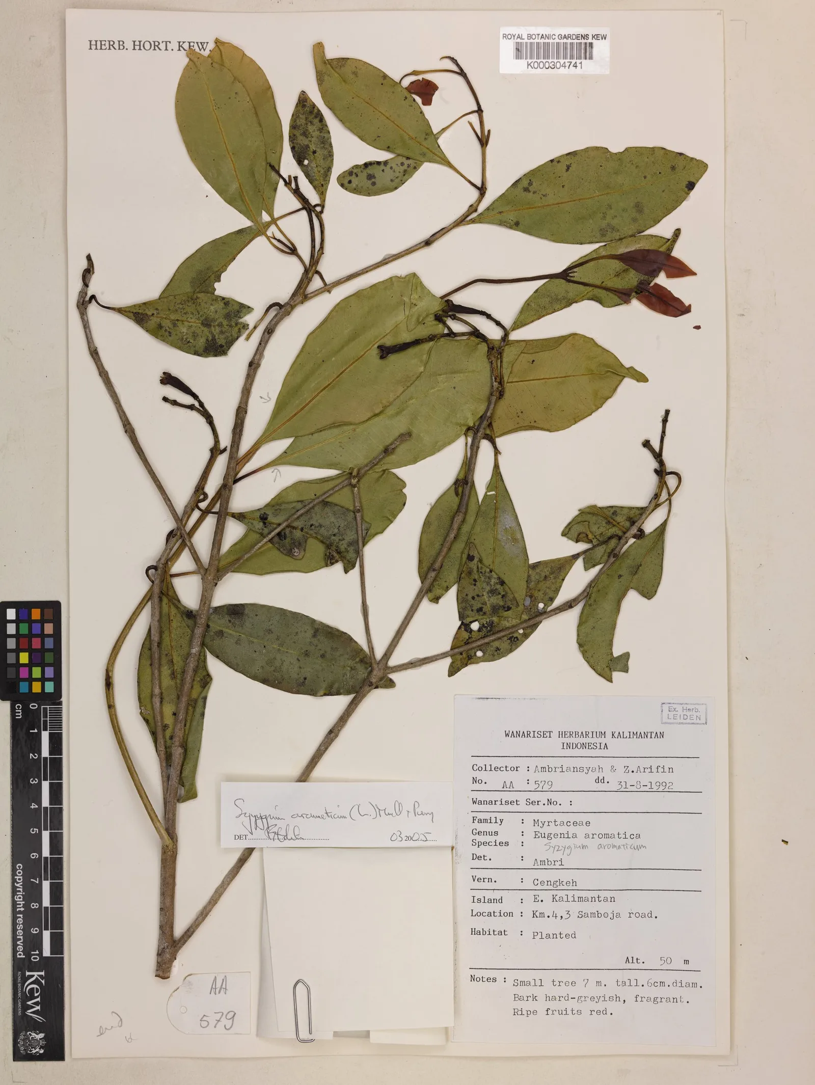 Syzygium aromaticum (Clove) bud 7