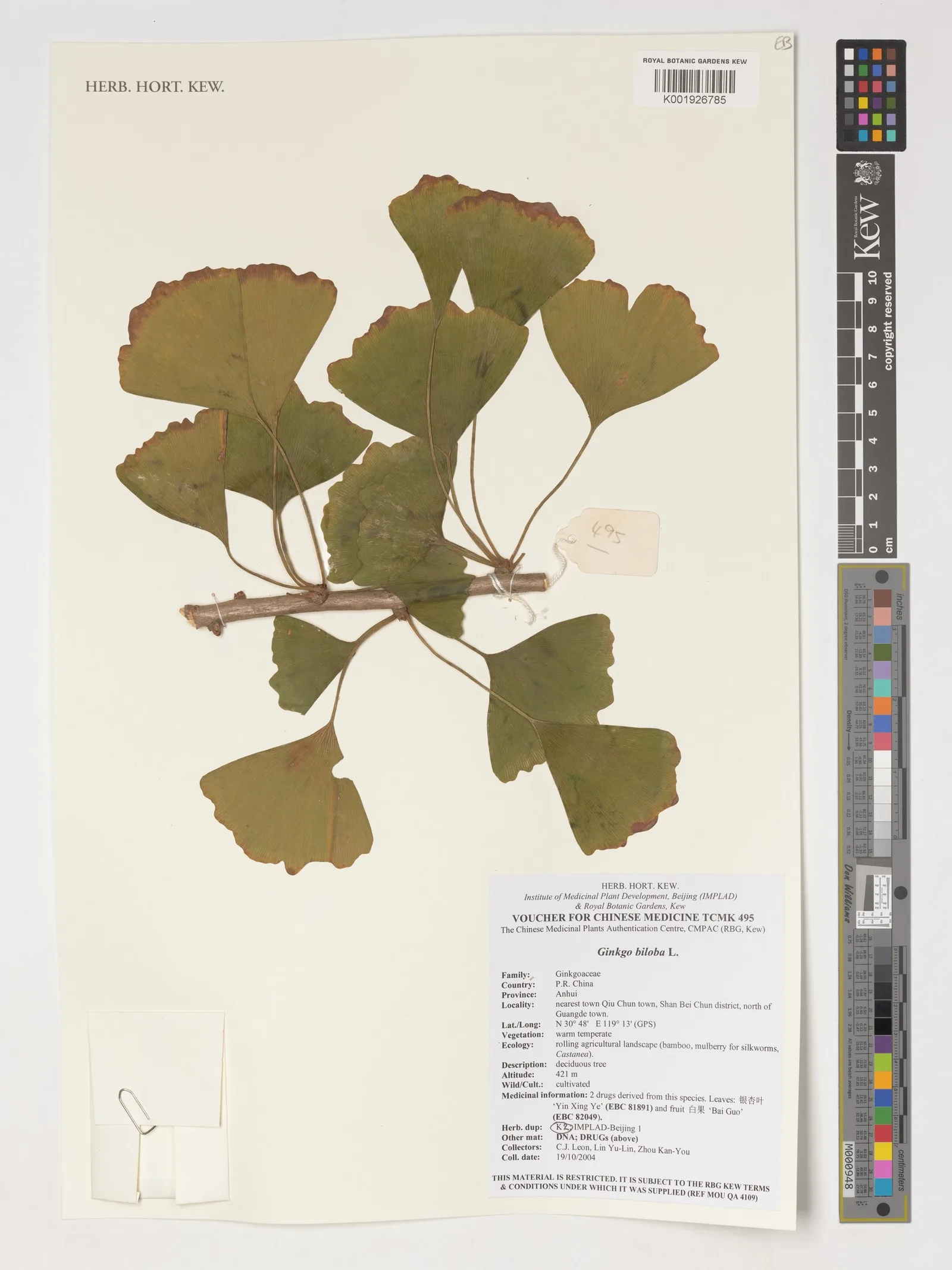 Ginkgo Biflavones 2