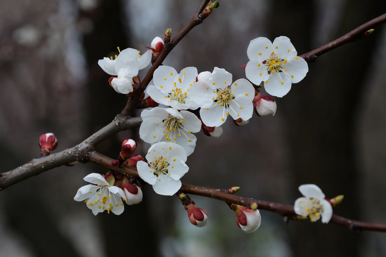 Hydrogenated Apricot Kernel Oil 2