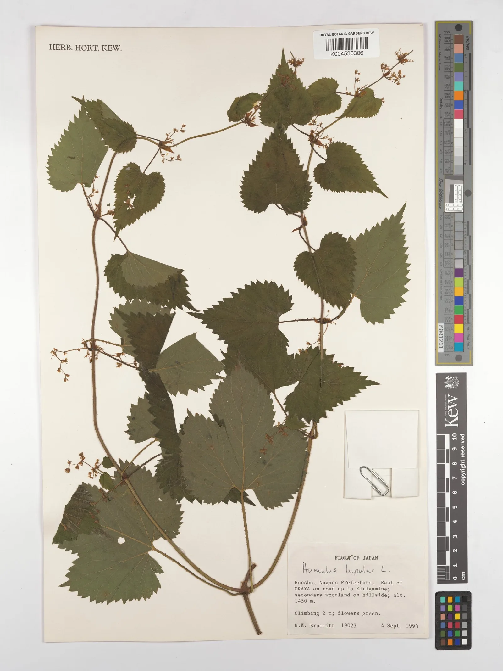Humulus lupus strobile 3