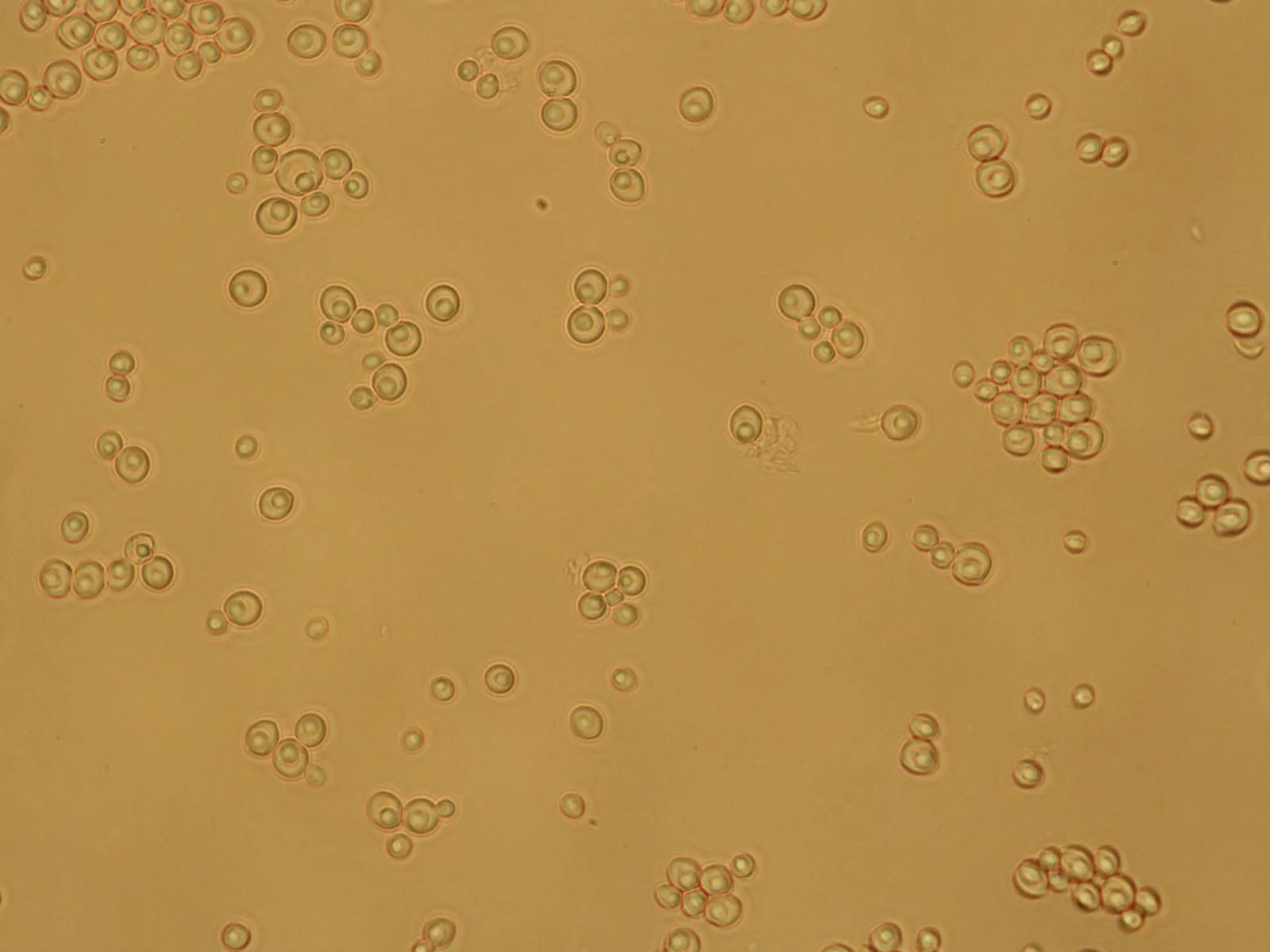 Torulaspora delbrueckii extract 3