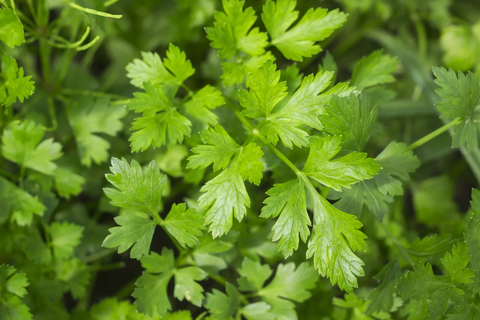 Carum petroselinum parsley seed oil 4