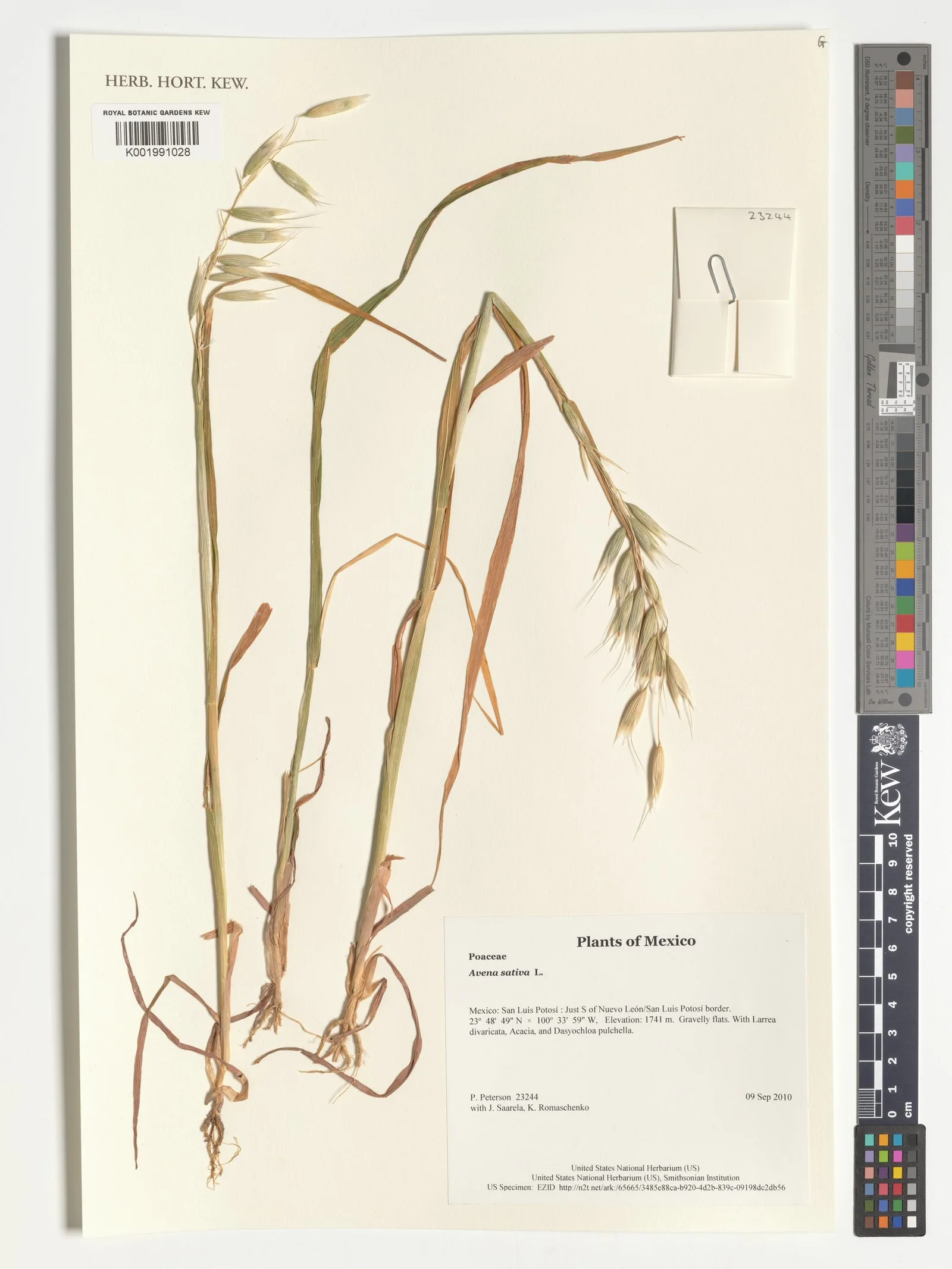 Avena sativa (Oat) kernel protein 3