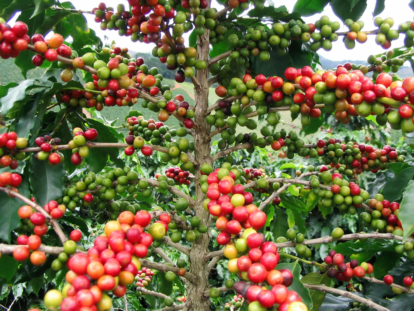 Coffee Seed Oil Polyglyceryl-6 Esters 3