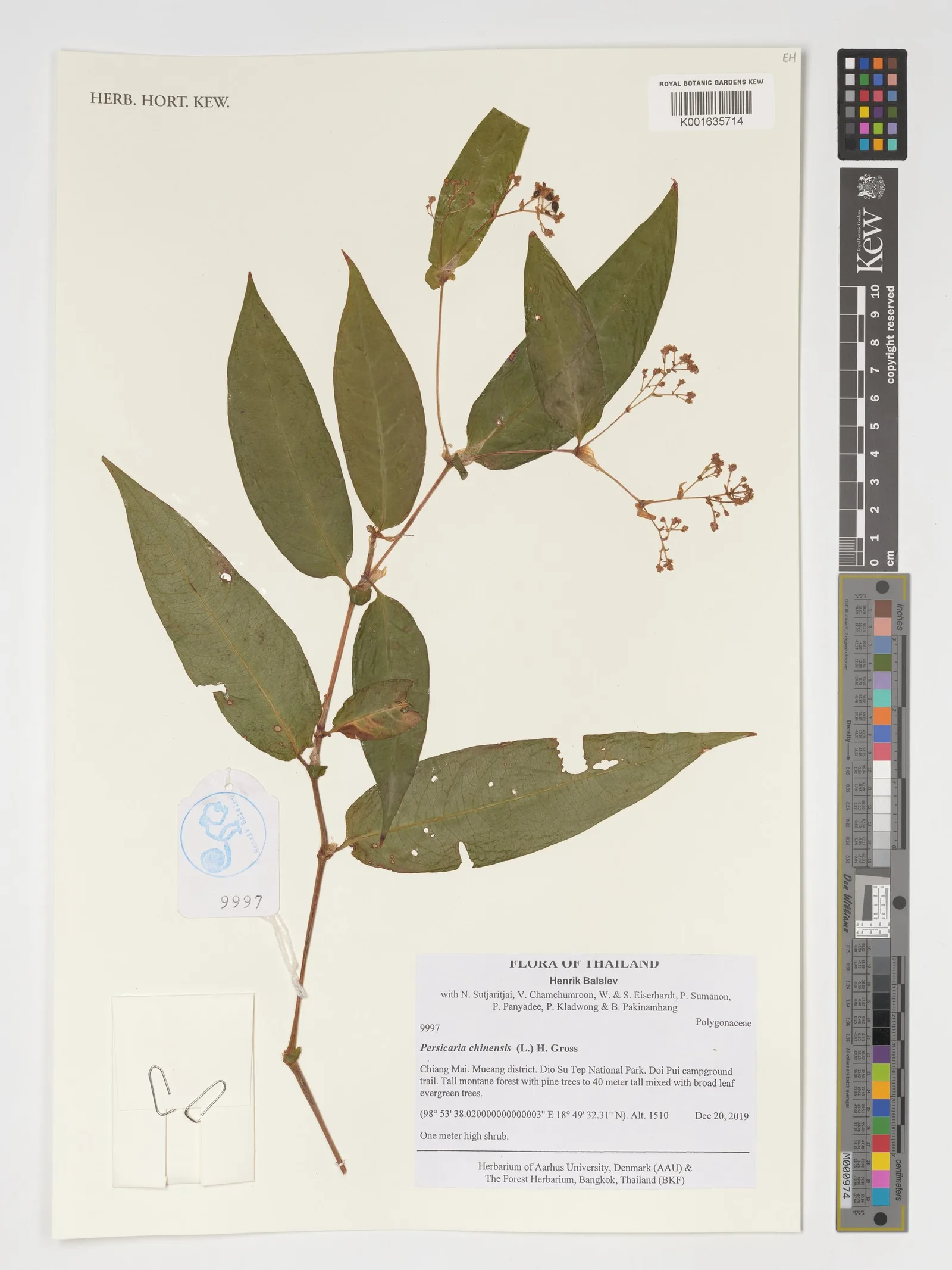 Prunus persica (Peach) gum 11