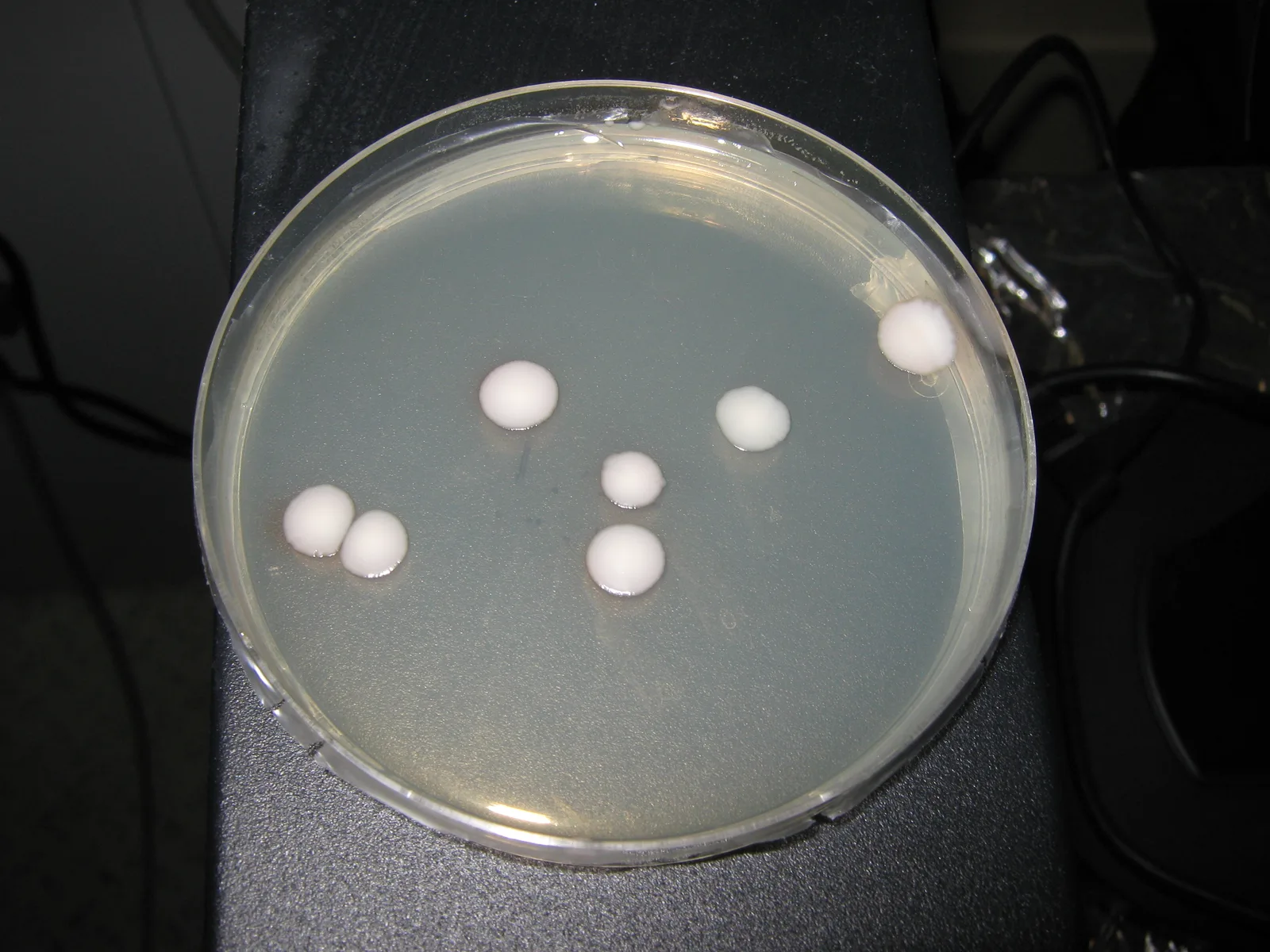 Kluyveromyces Extract 5