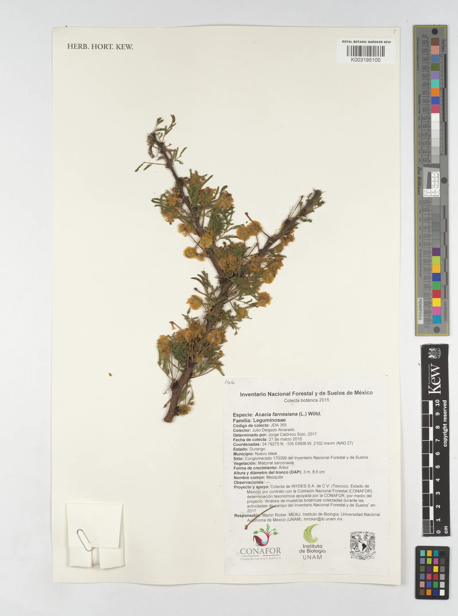 Acacia Farnesiana 5