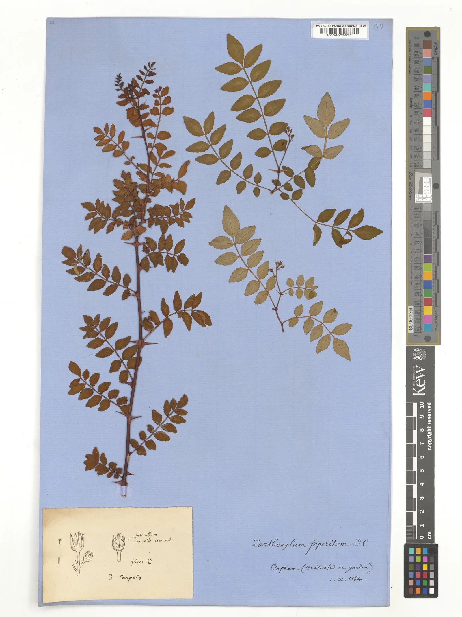 Zanthoxylum piperitum peel water 8