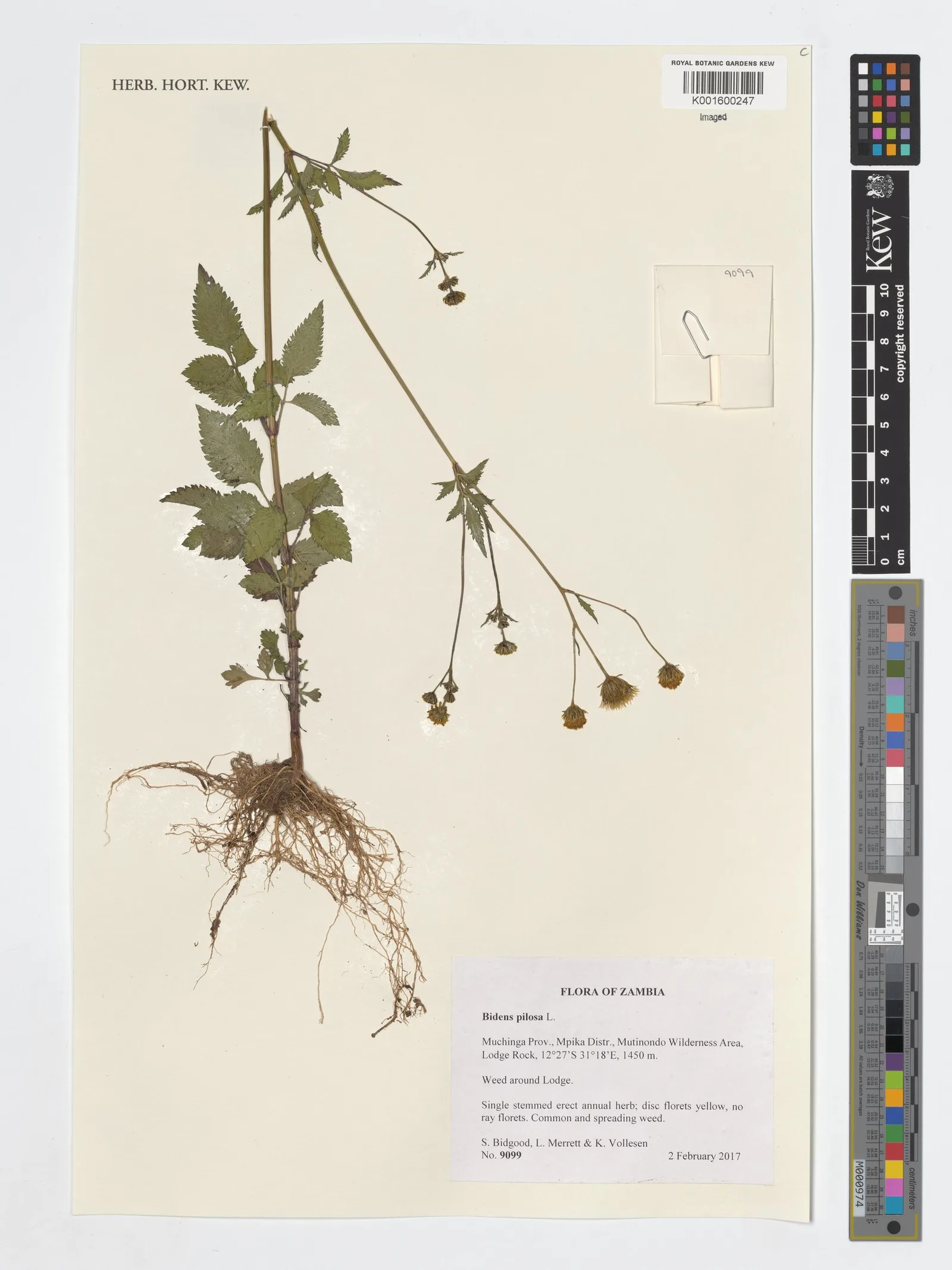 Bidens pilosa 5