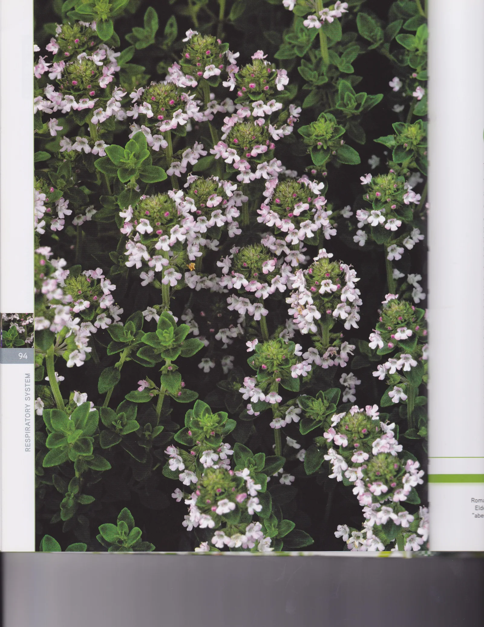 Thymus vulgaris (Thyme) flower/leaf oil 5
