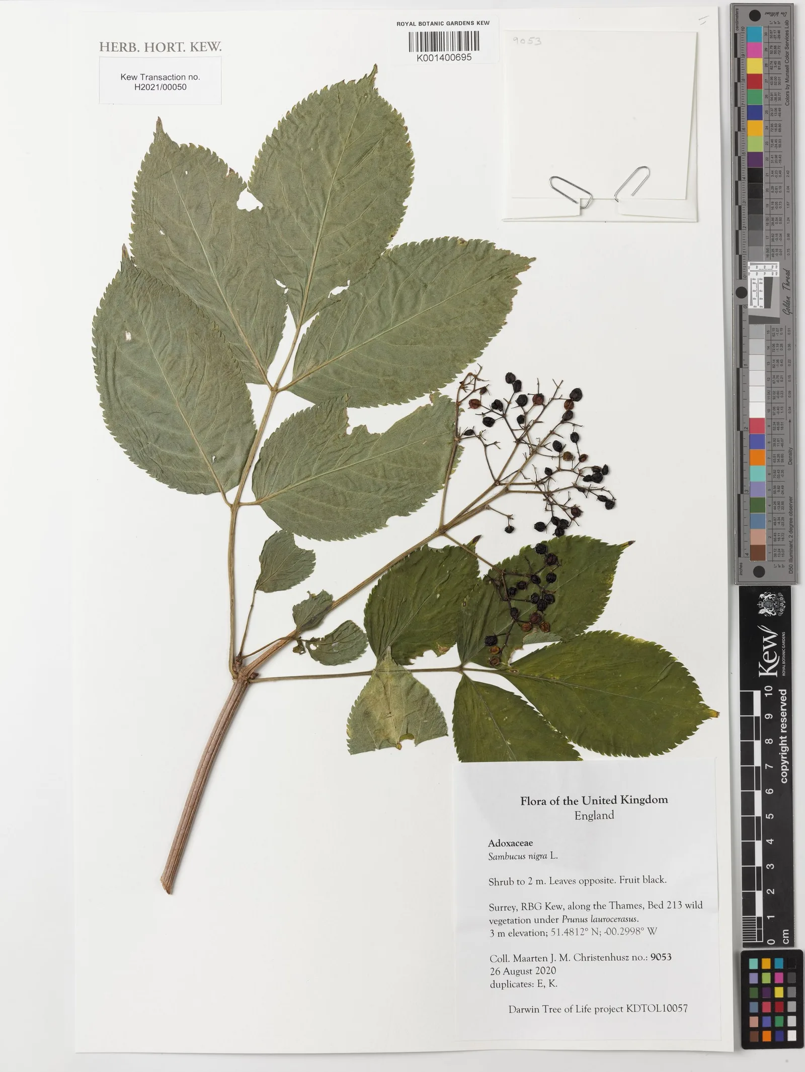 SAMBUCUS NIGRA 1