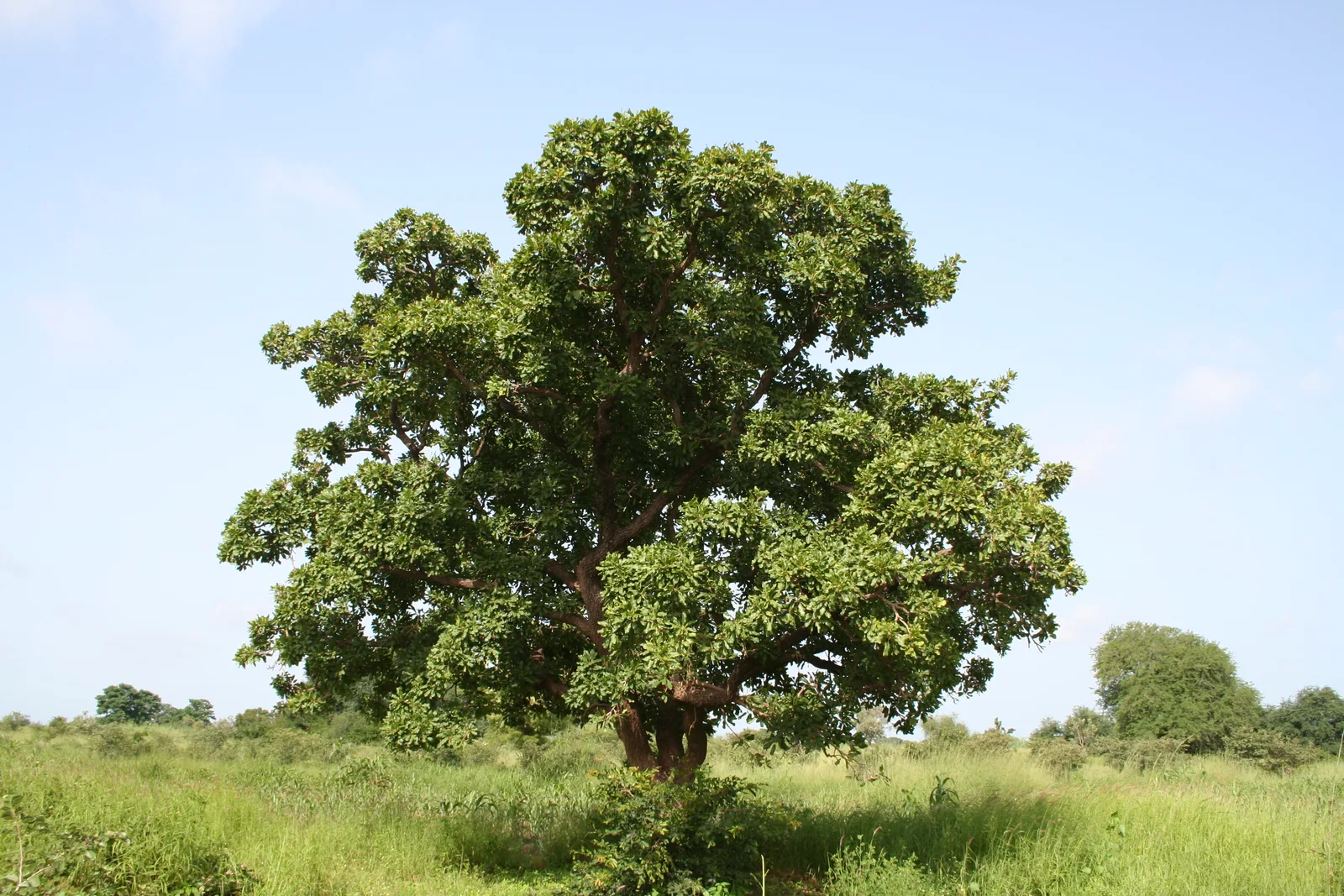 Hydrogenated Shea Oil 5