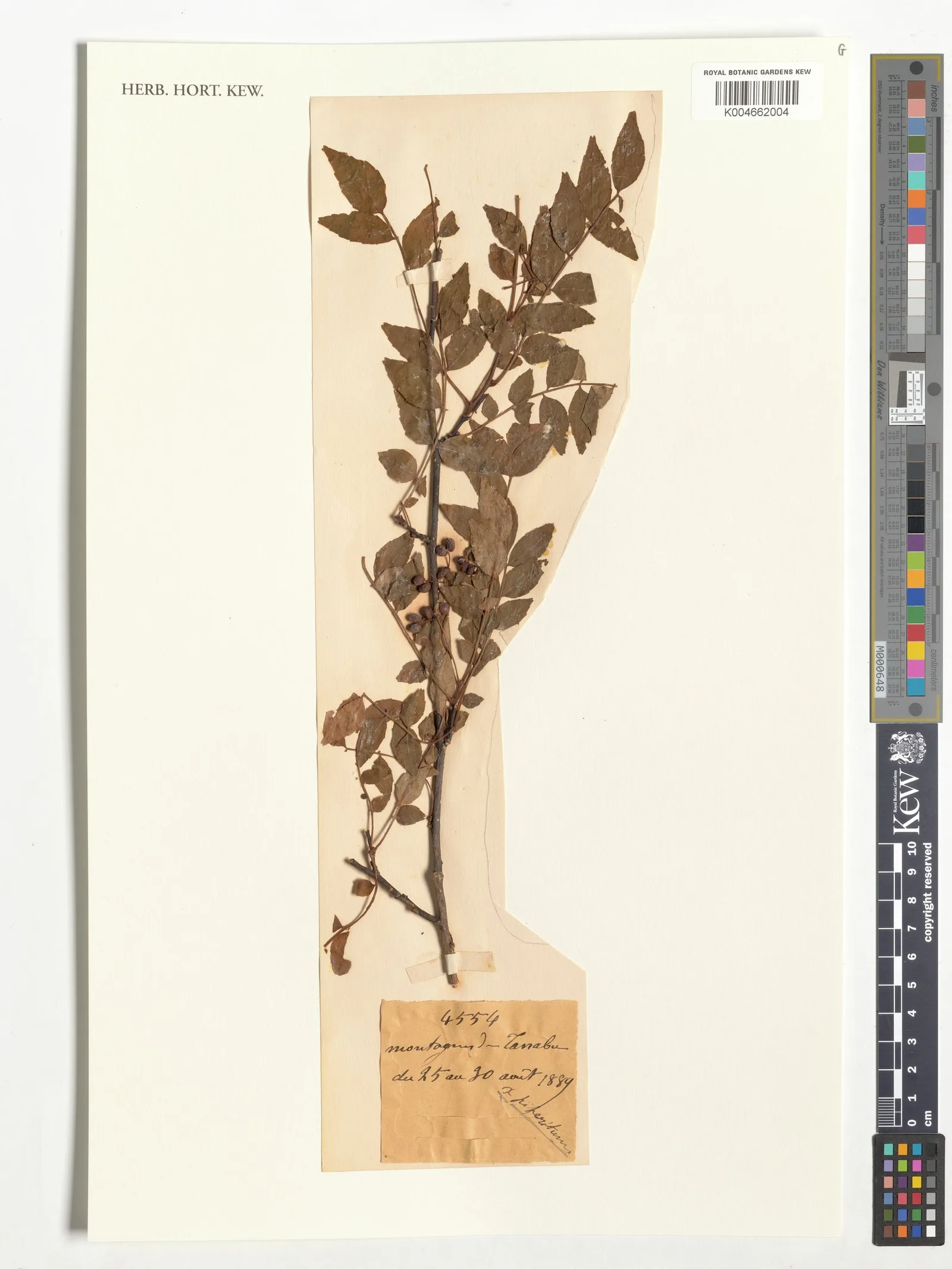 Zanthoxylum piperitum peel water 7