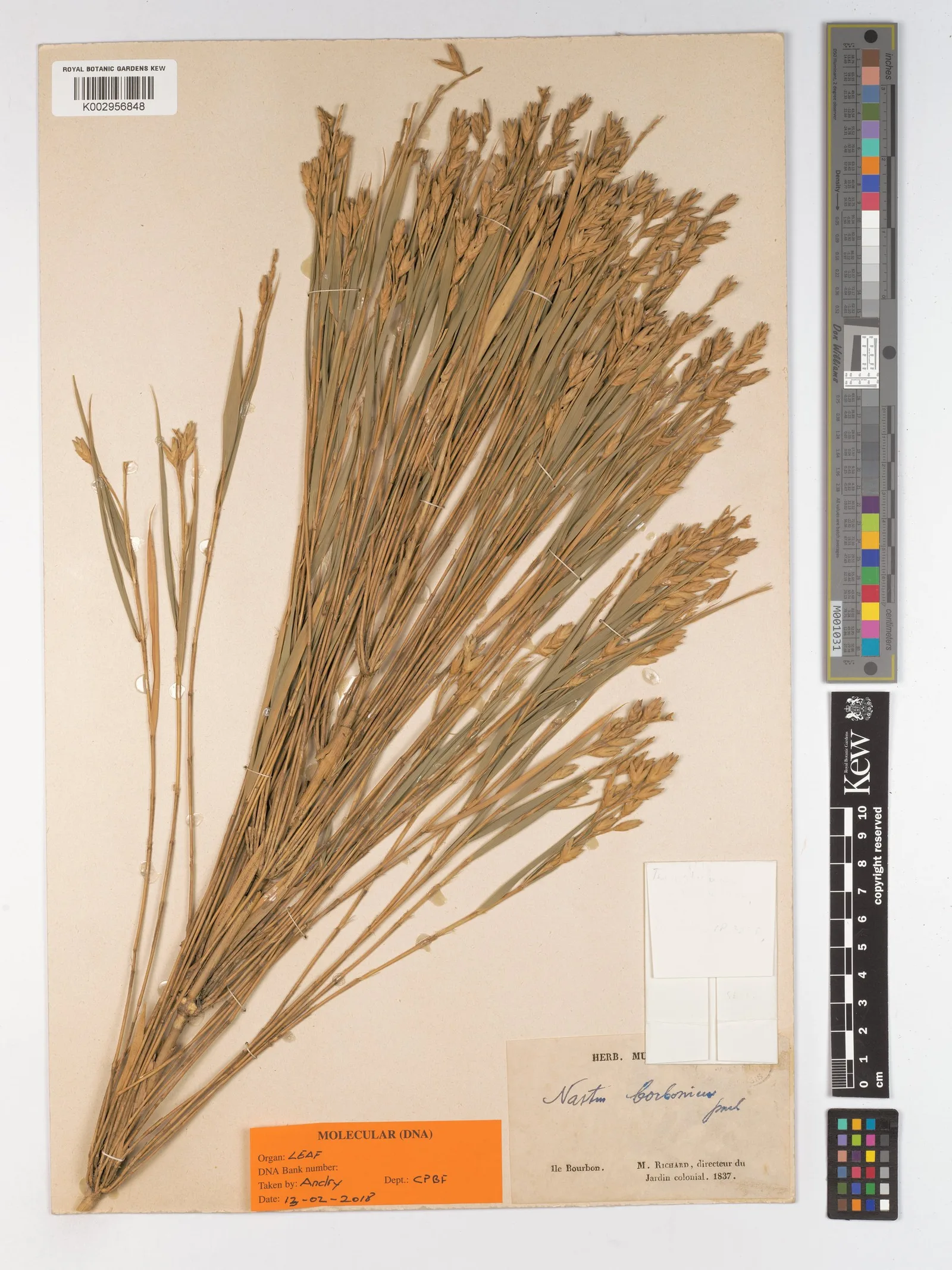 Bambusa arundinacea bamboo stem powder 8