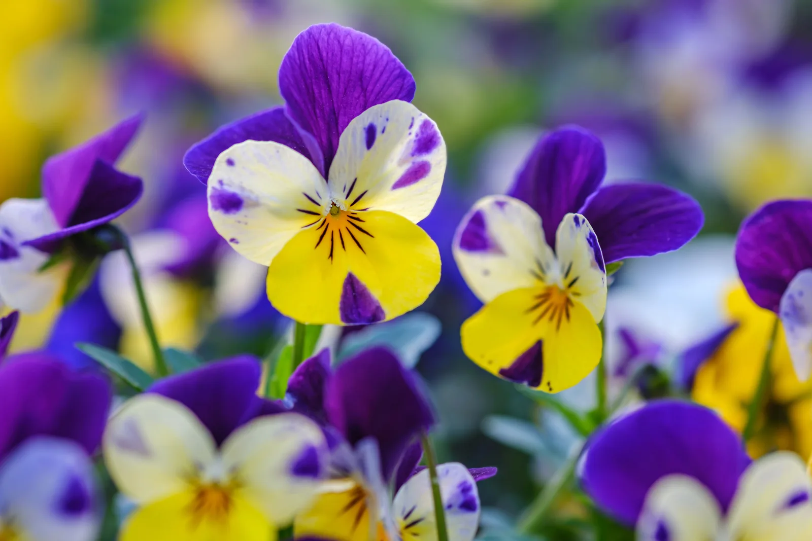 Viola Tricolor Extract 6