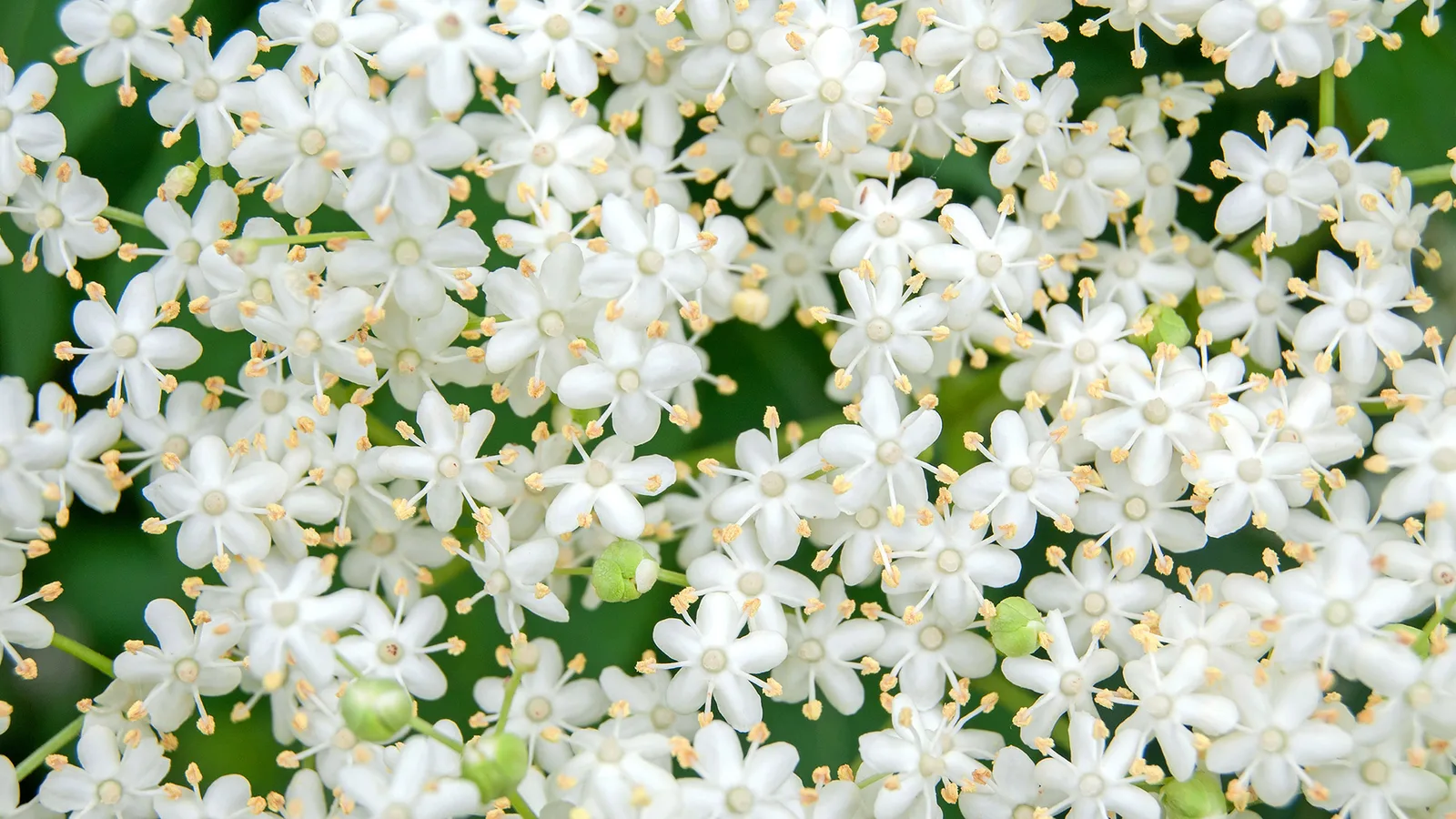 Sambucus nigra elder flower extract 8