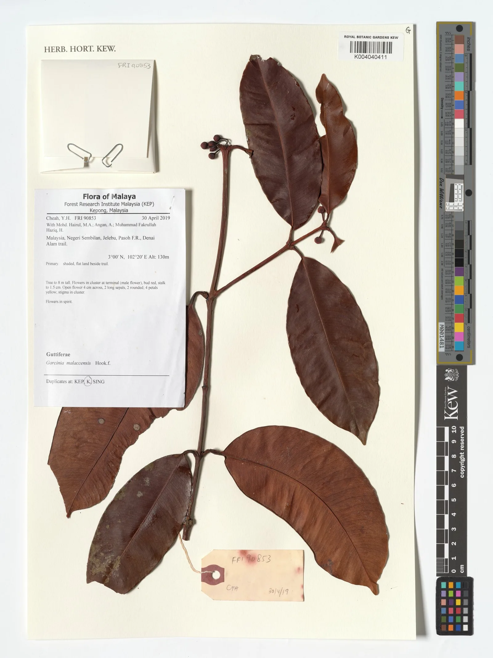 Garcinia Mangostana Amino Acids 7