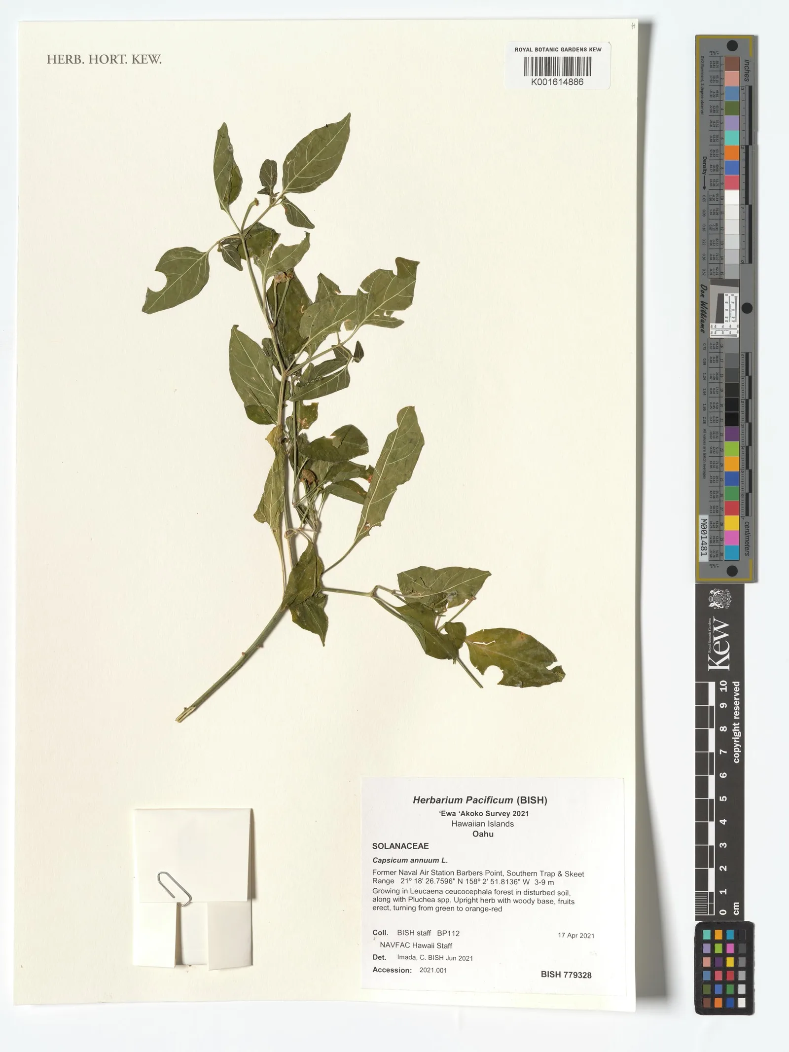 Capsicum annuum resin 5