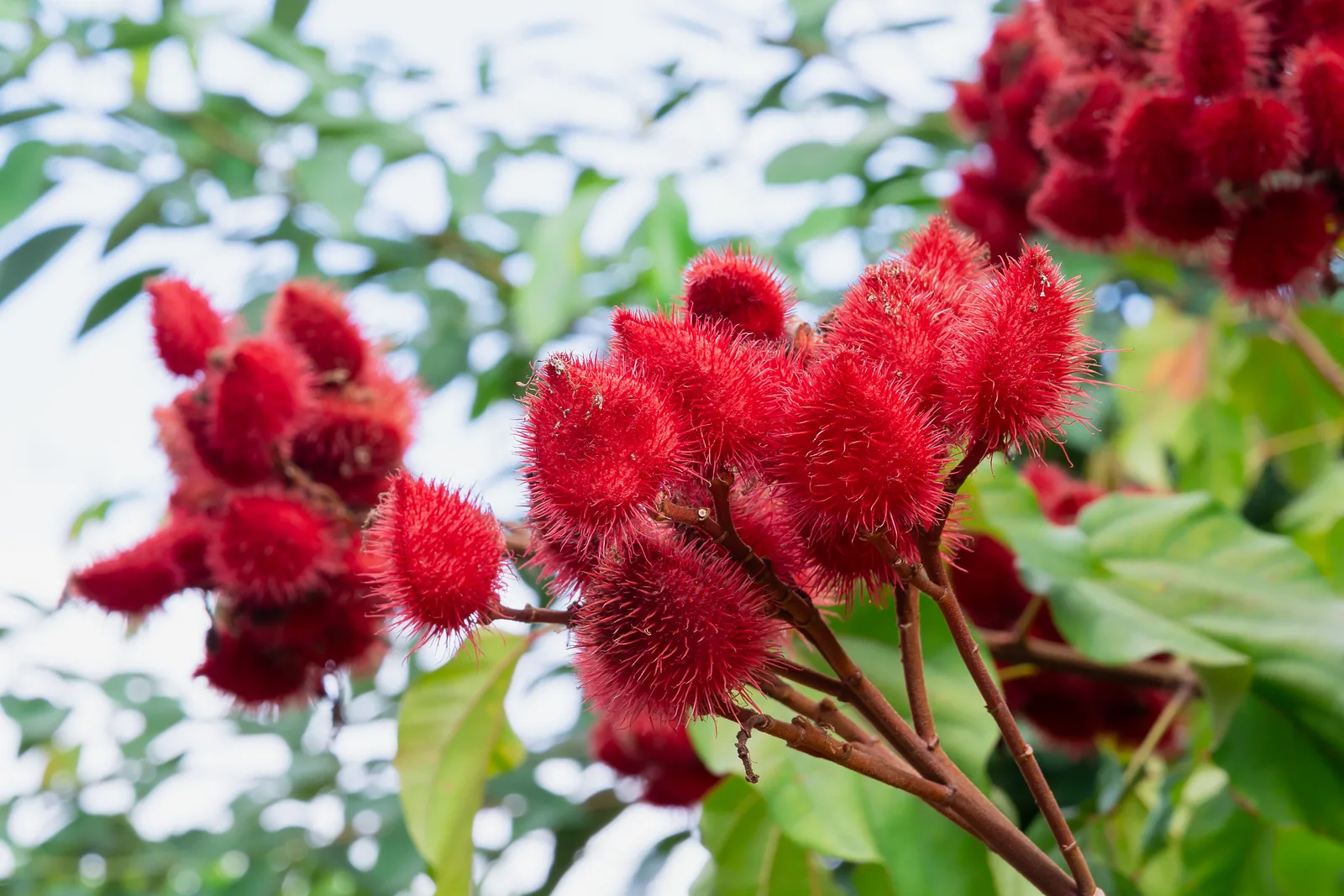 Bixa orellana (Annatto) seed extract 5