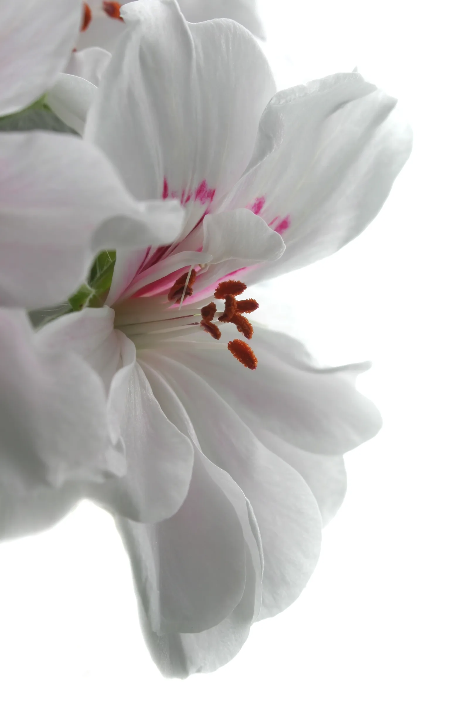 Pelargonium roseum (Rose Geranium) oil 7