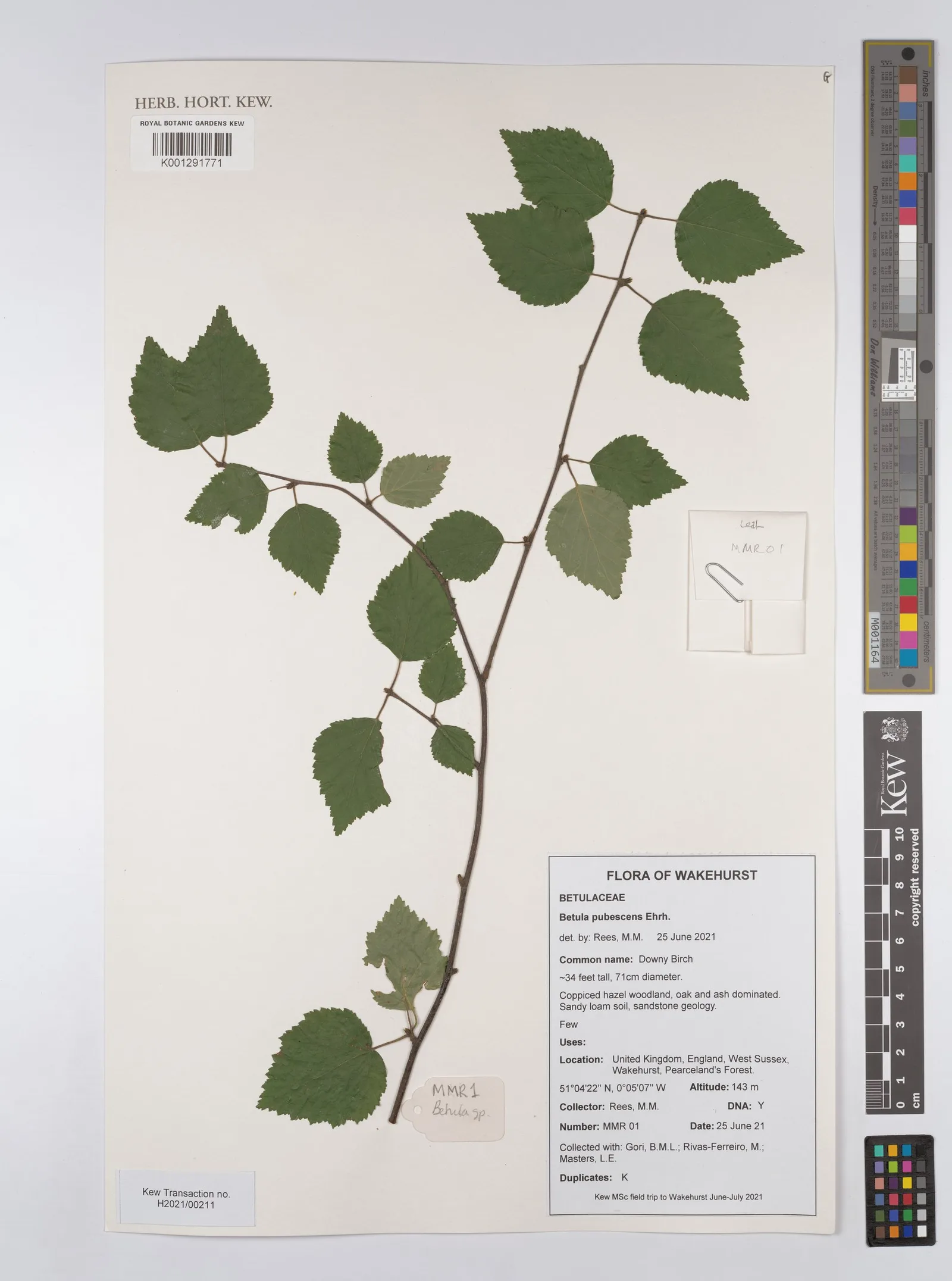 BETULA ALBA 1