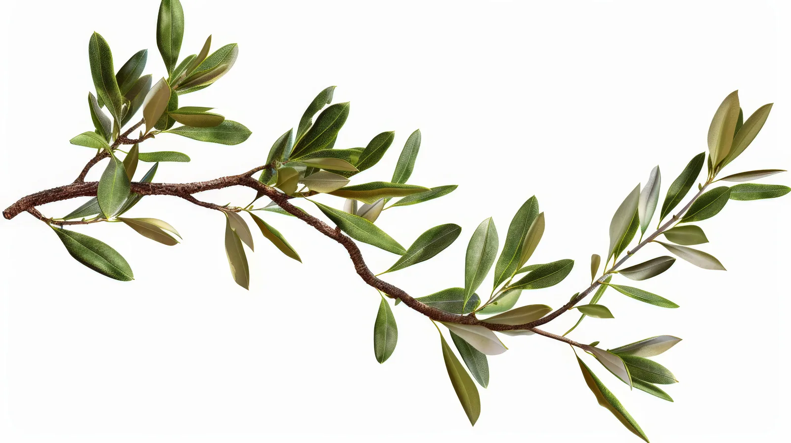 Olea europaea (Olive) husk powder 5