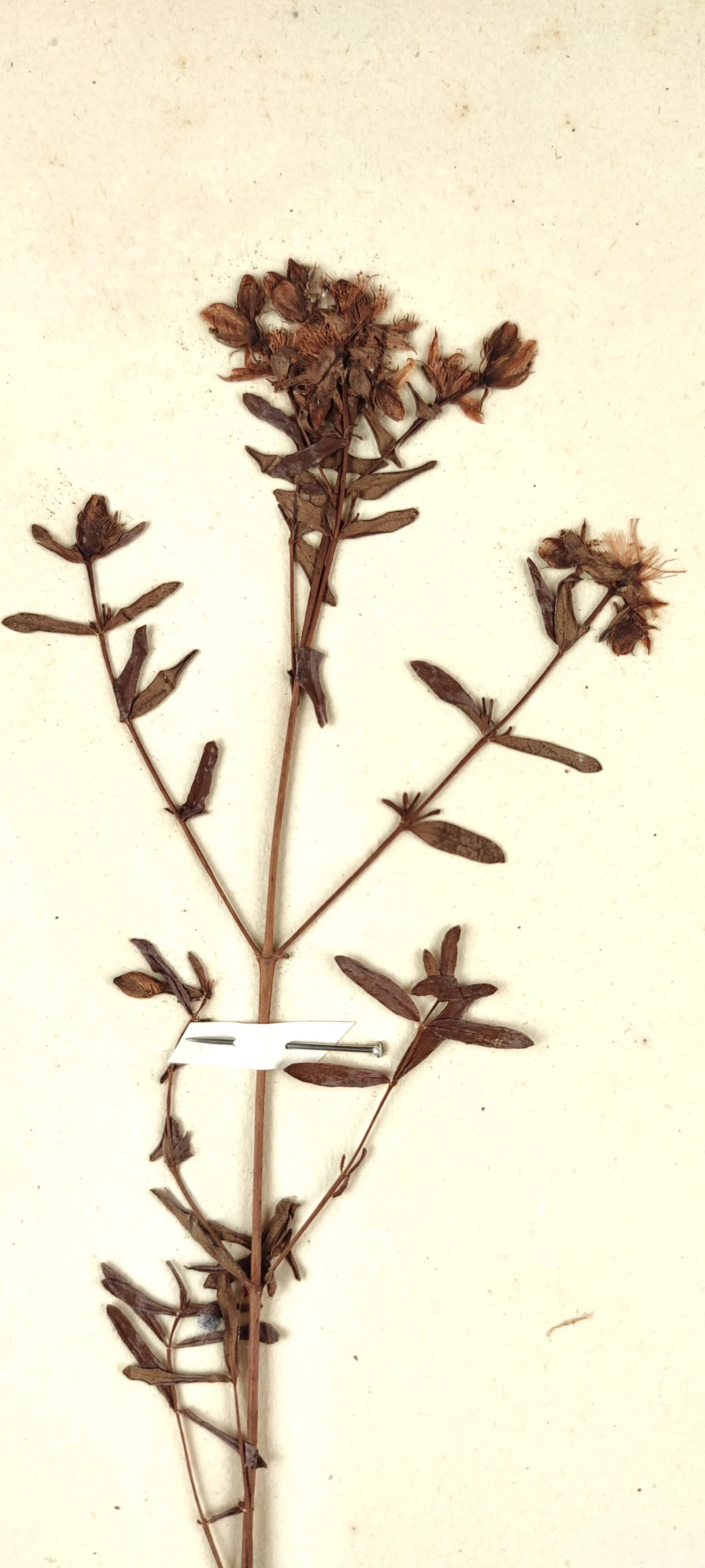 St. John's Wort Extract 3