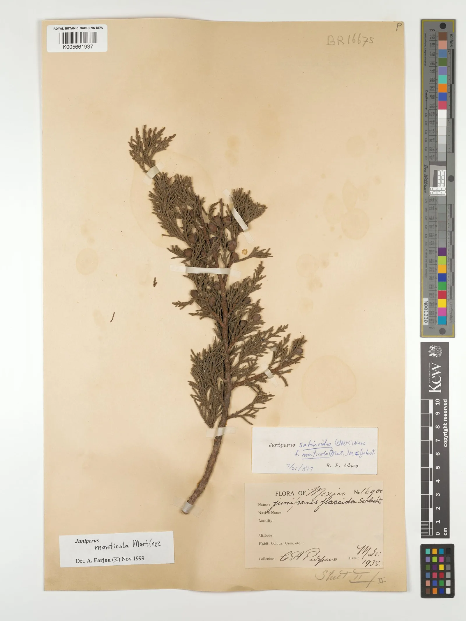 Juniperus mexicana oil 6