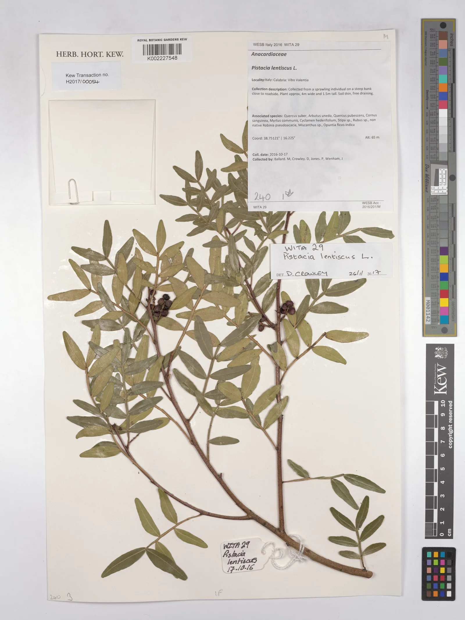 Pistacia lentiscus (Mastic) gum 4
