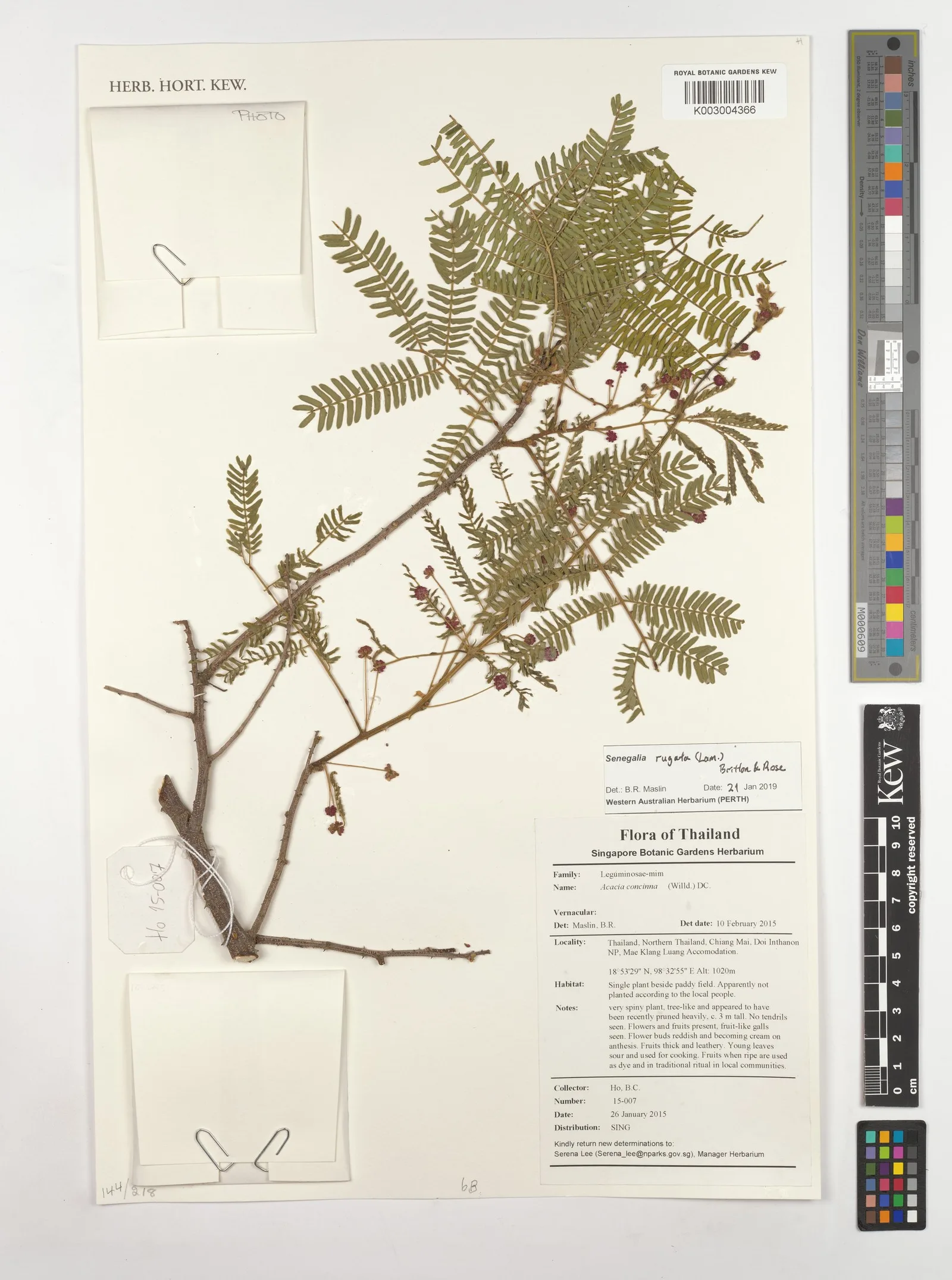 Acacia Concinna 4