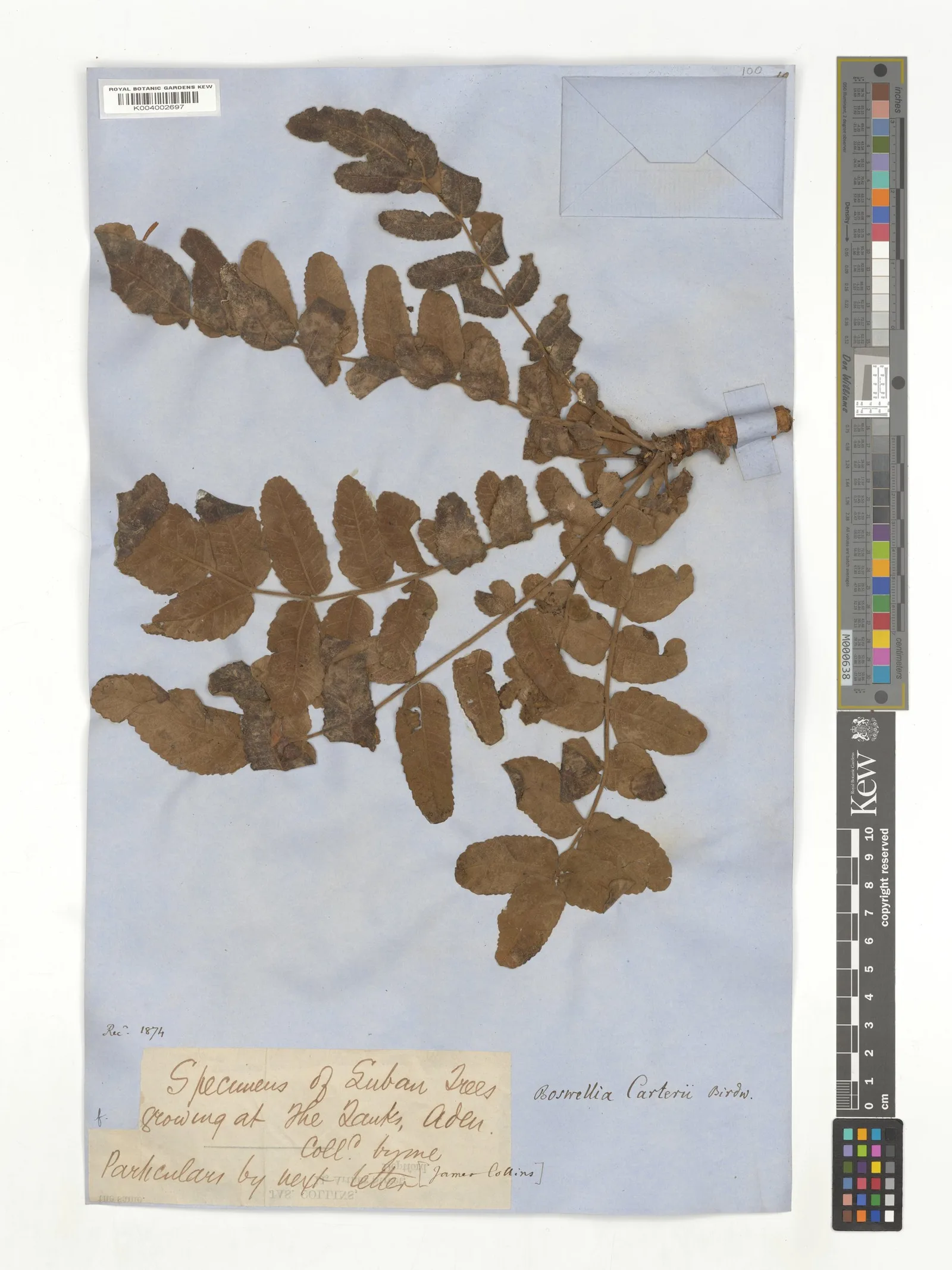 Boswellia carteri frankincense oil 8