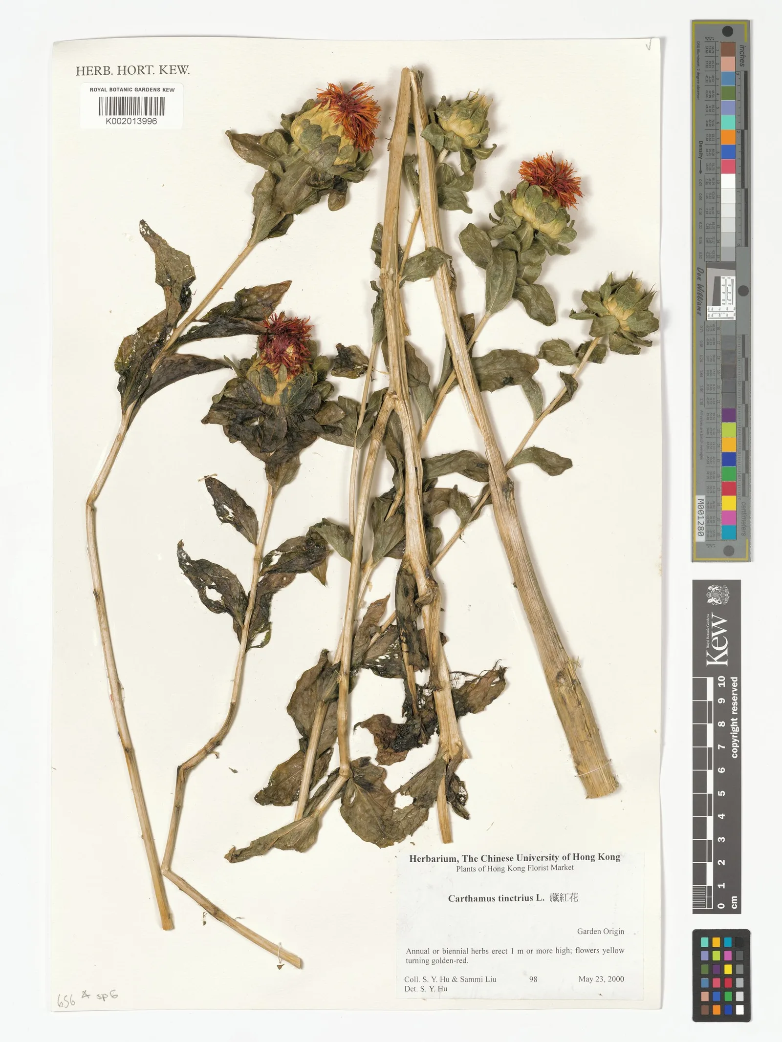 Safflower 8