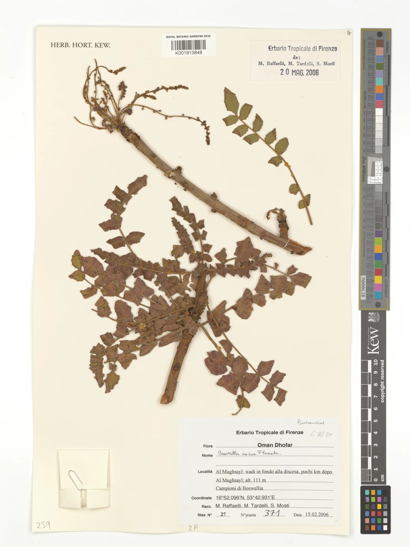 Boswellia sacra frankincense oil 7