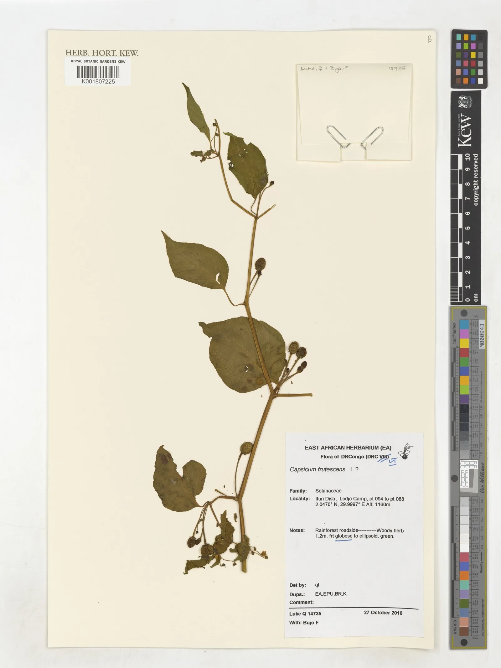 Capsicum frutescens resin 6
