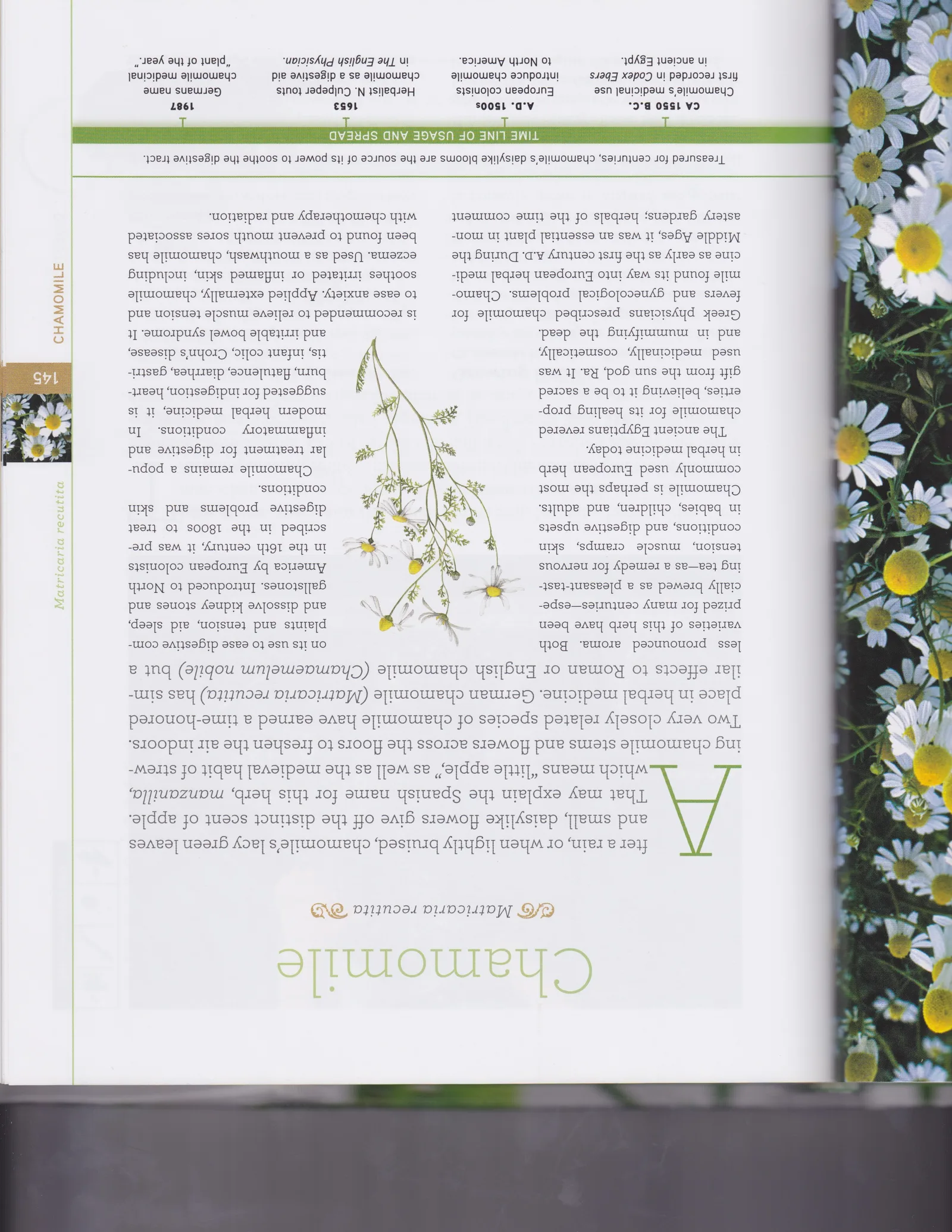 Matricaria chamomilla (Chamomile) flowers 6