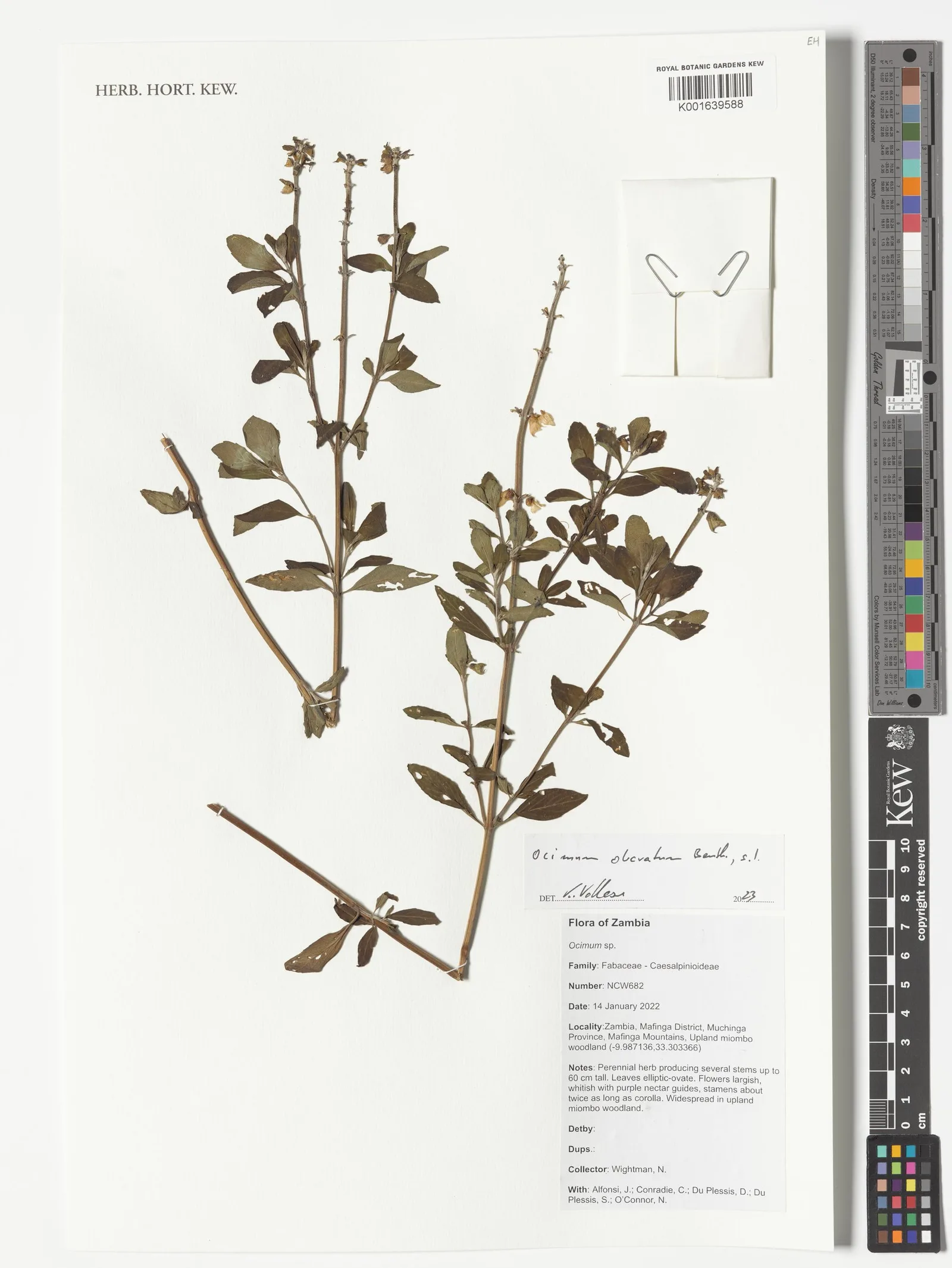 Ocimum 2