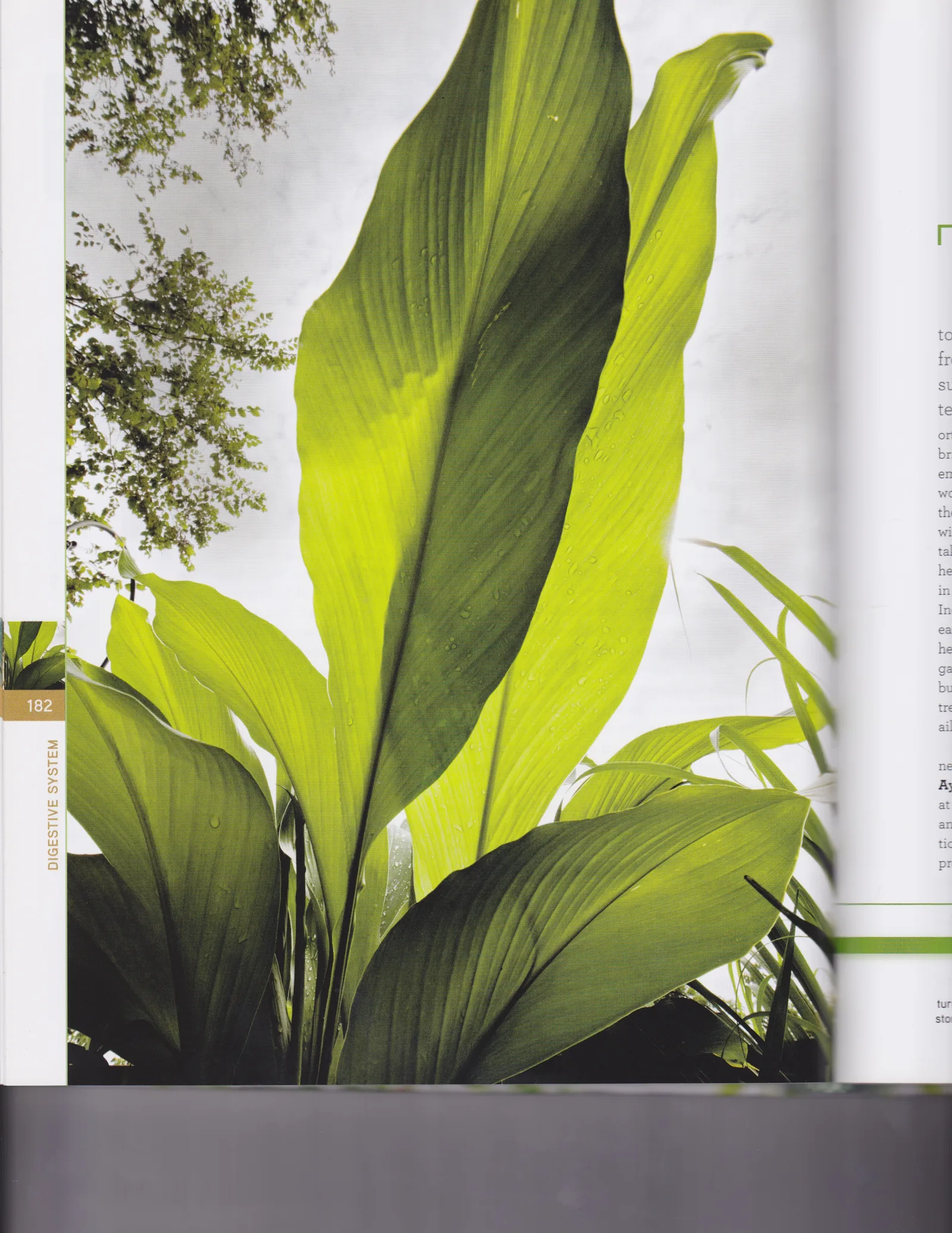 Curcuma longa turmeric root extract 1
