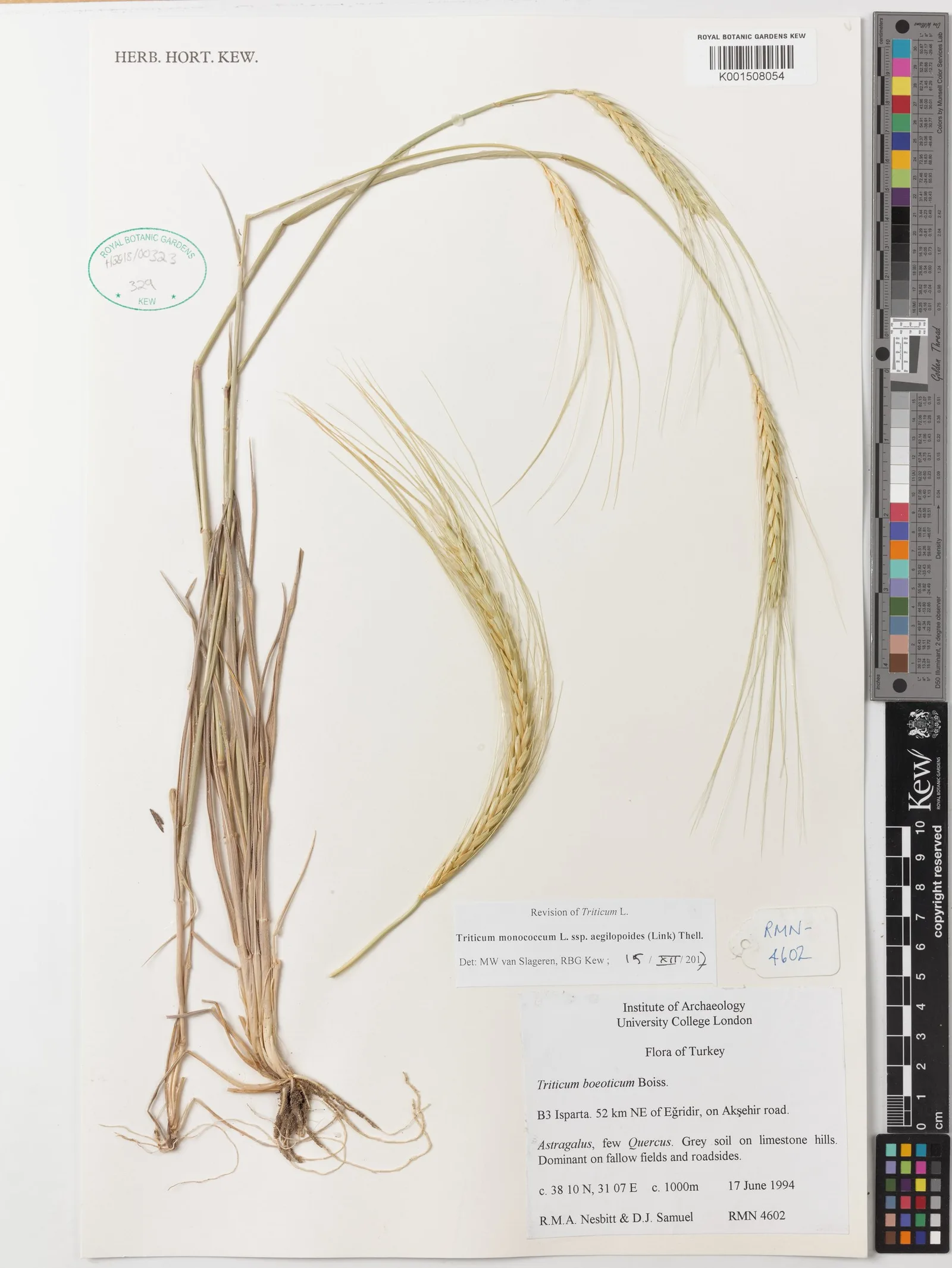 Triticum monococcum (Wheat) stem water 7