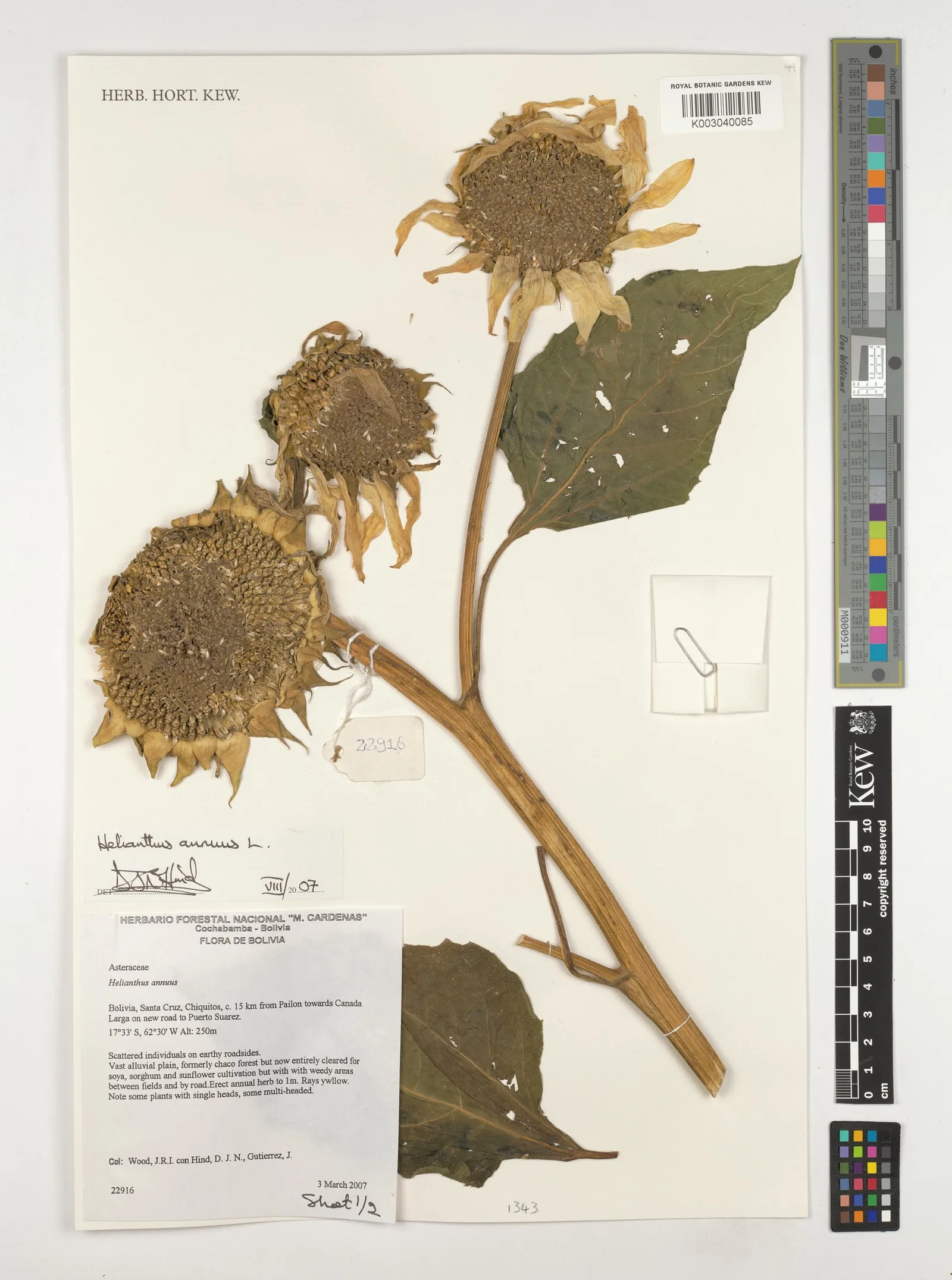 Helianthus annuus sunflower seed extract 2