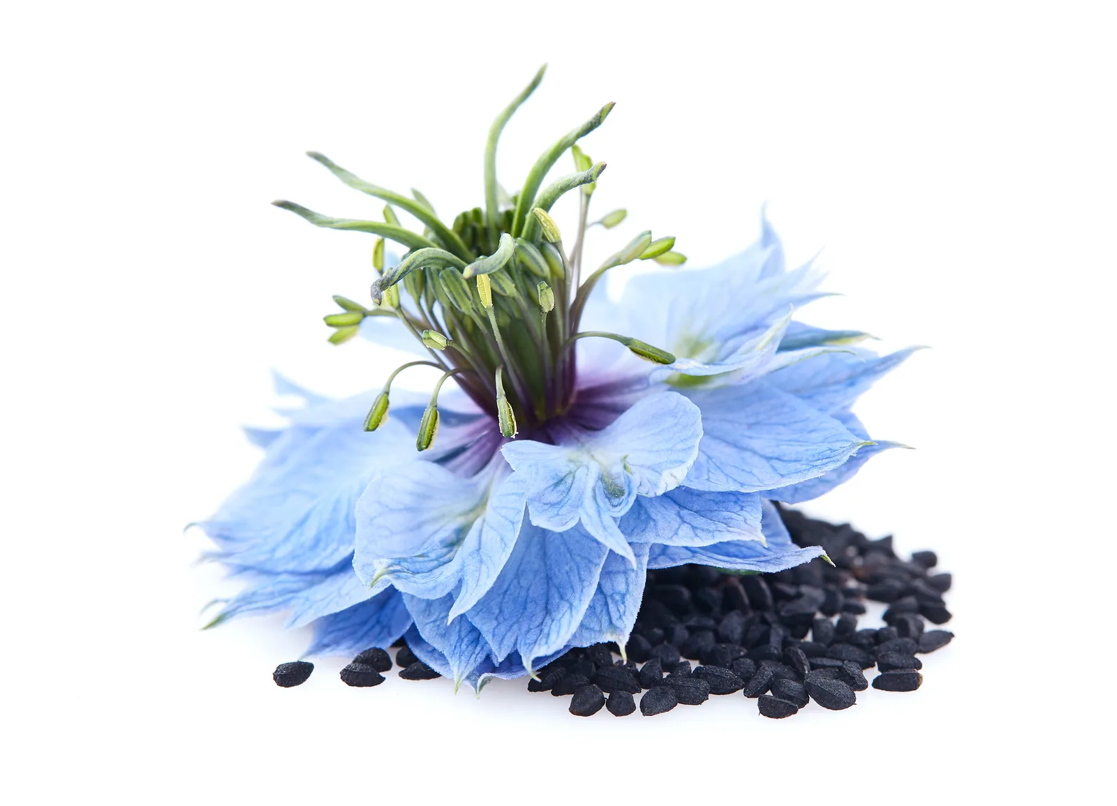 Nigella sativa (Black Cumin) oil 1