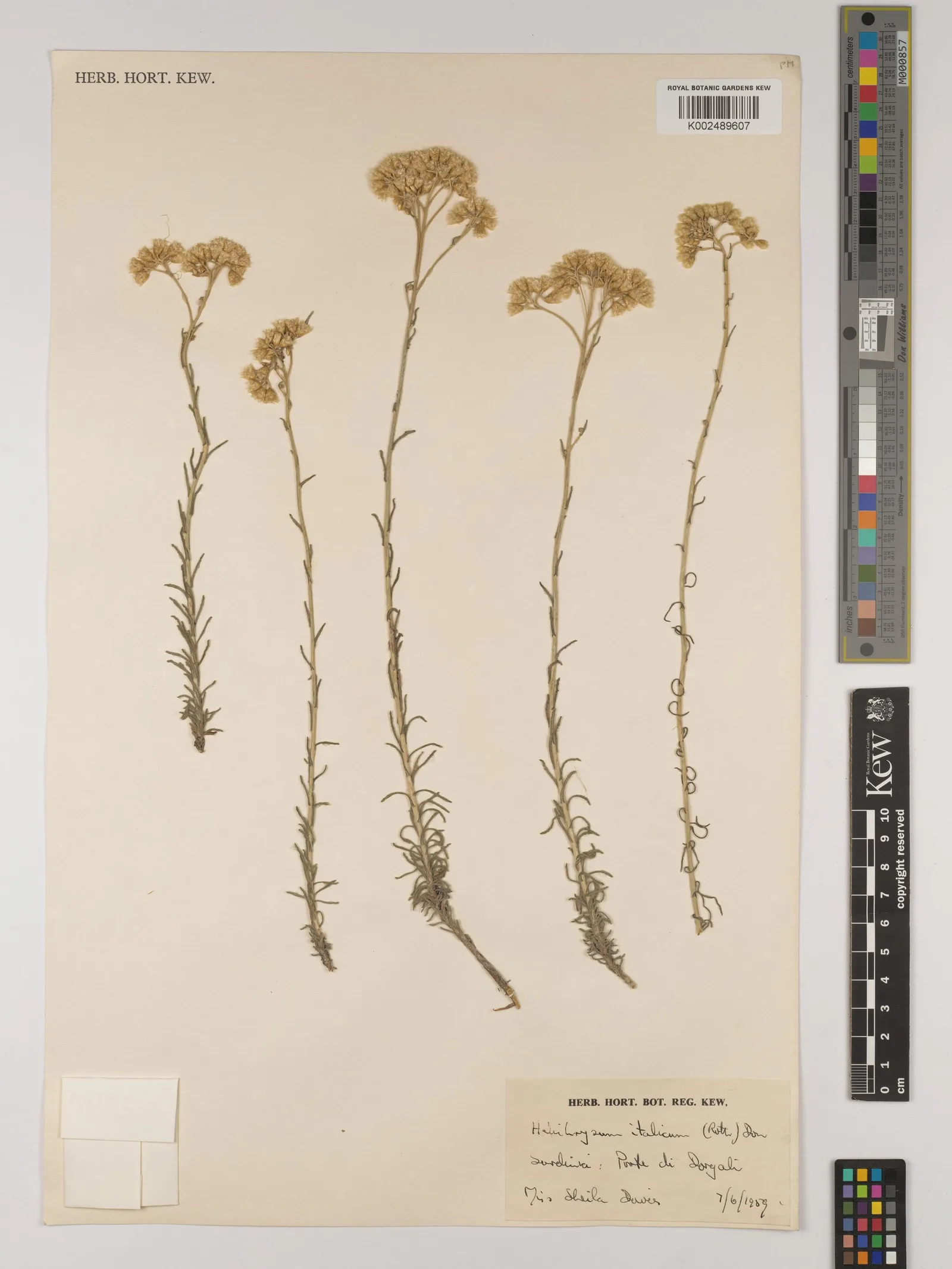 Helichrysum italicum everlasting oil 9