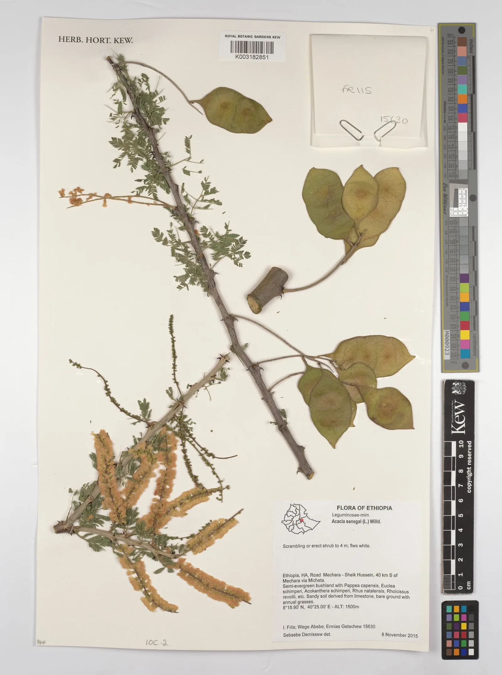 Acacia Senegal 5