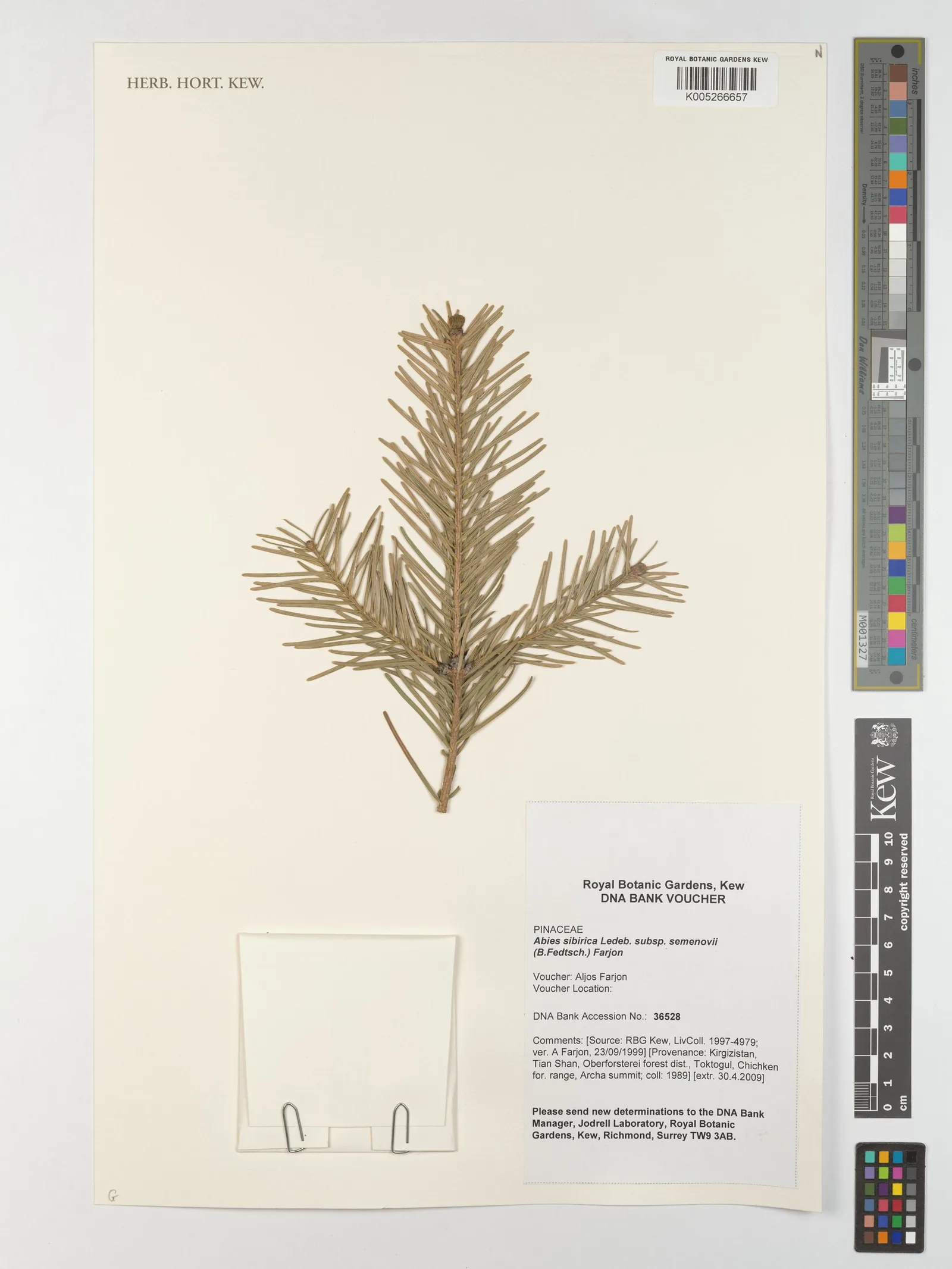 Abies sibirica 3