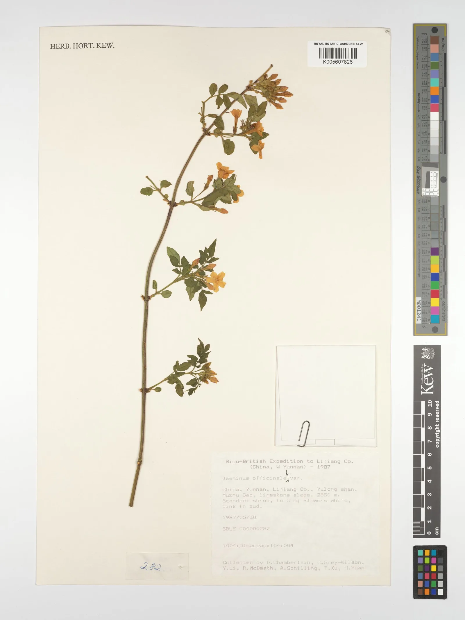 Jasminum officinale jasmine oil 4