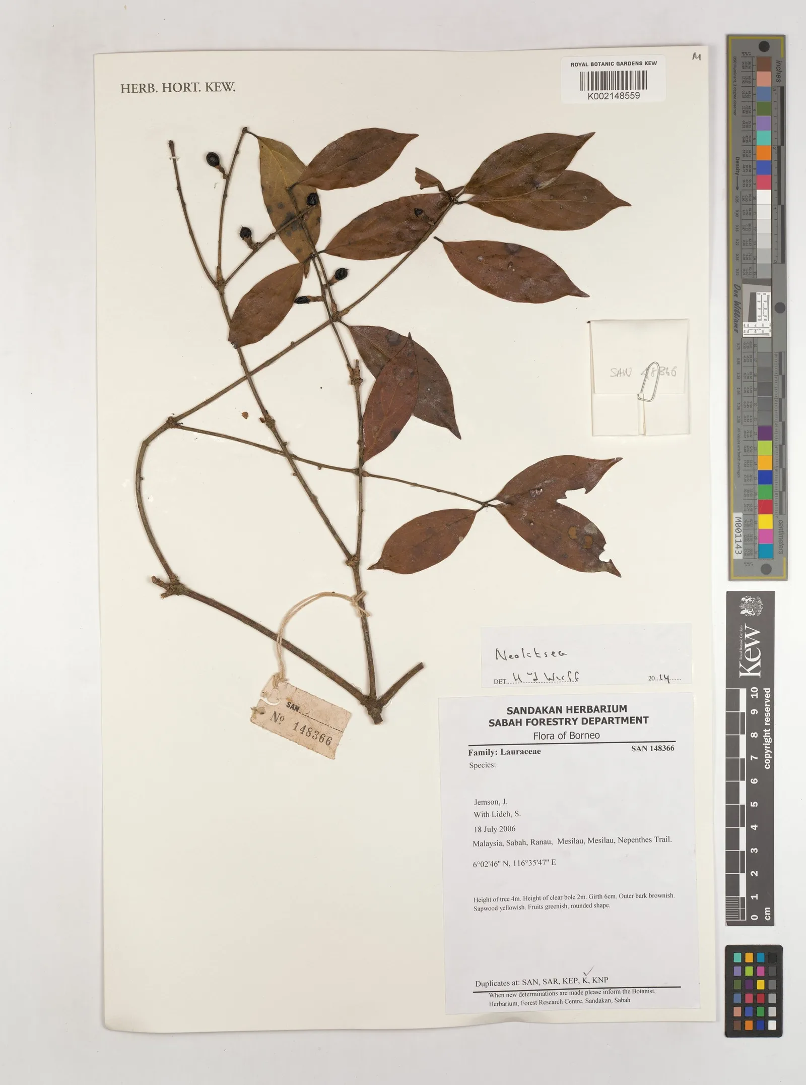 Cinnamomum cassia 5