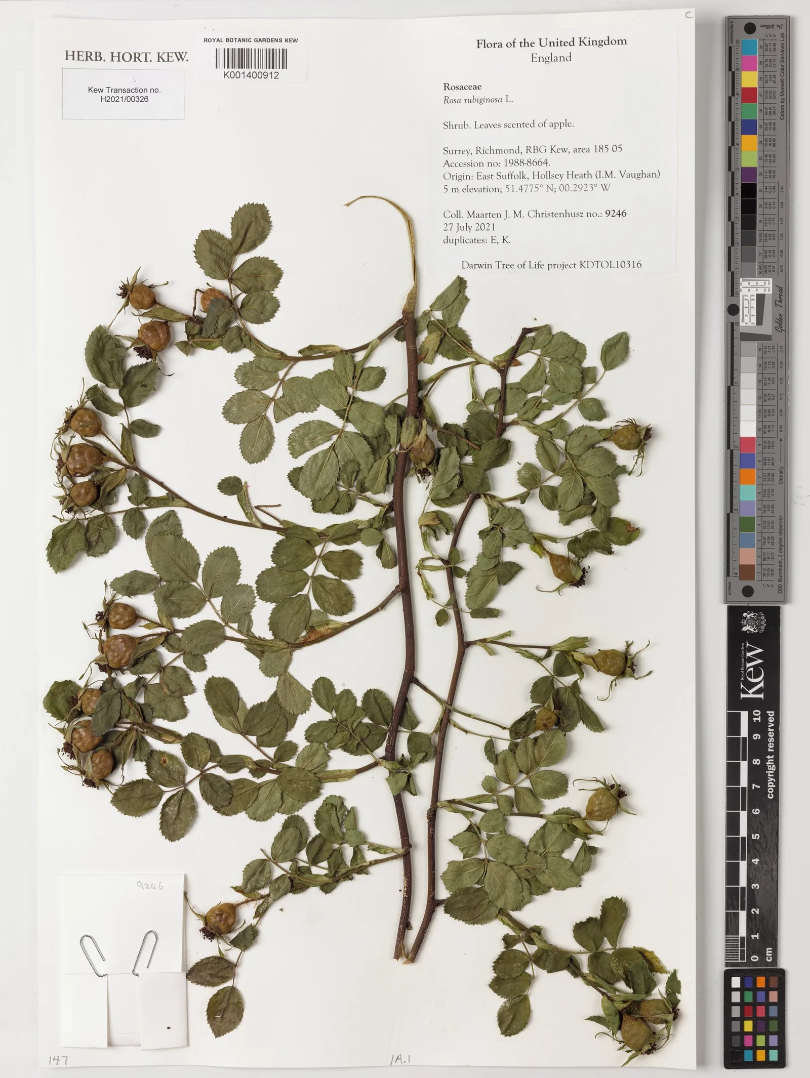 Rosa rubiginosa rosehip seed oil 6