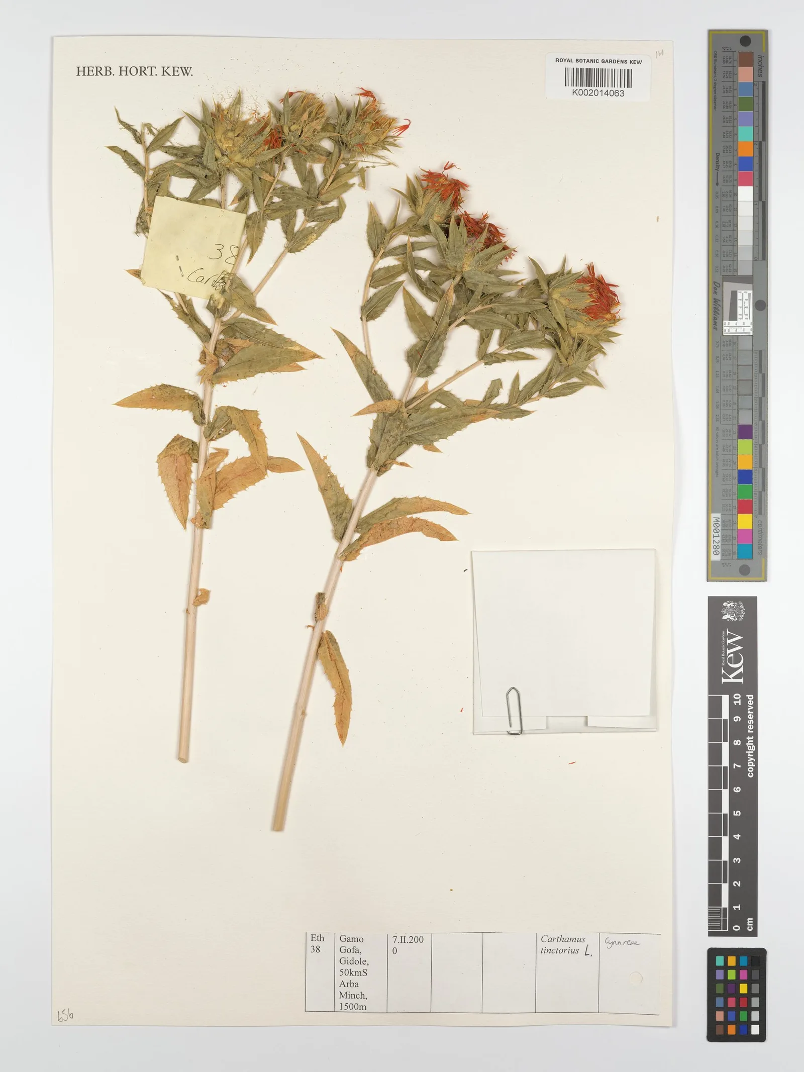 Safflower 7