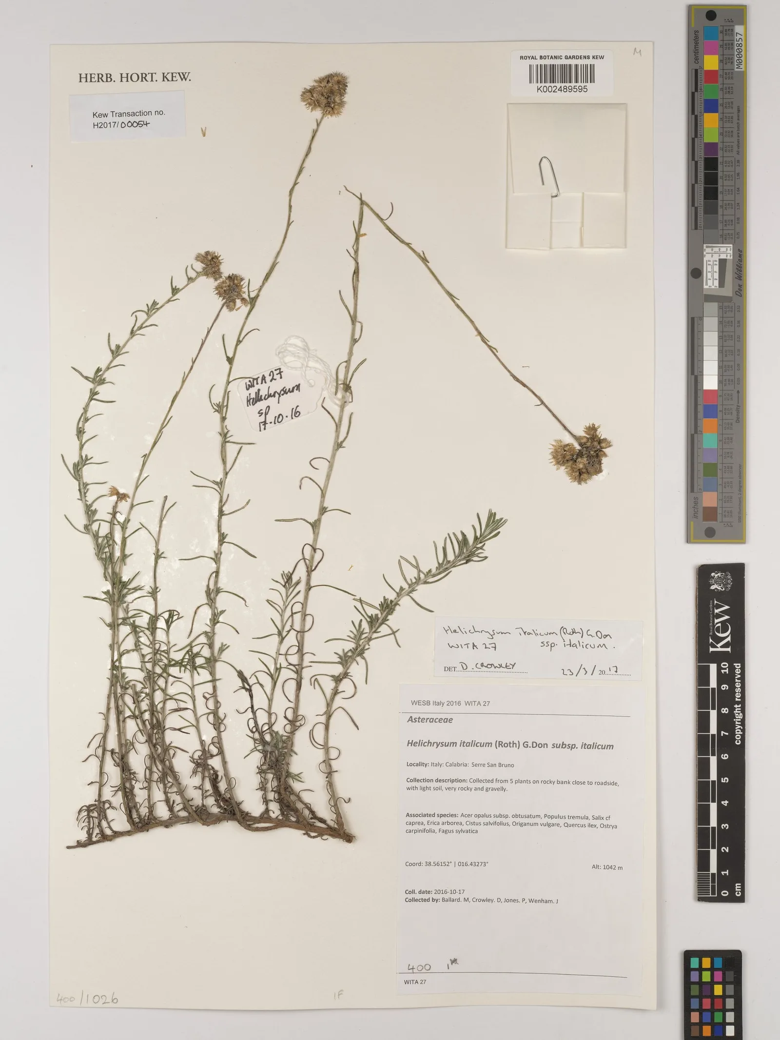 Helichrysum italicum everlasting oil 8