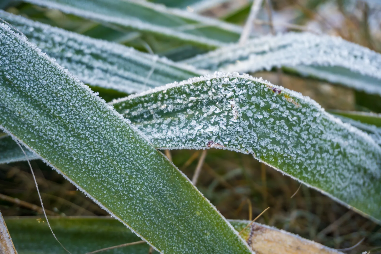 Agave tequilana (Blue Agave) nectar 5
